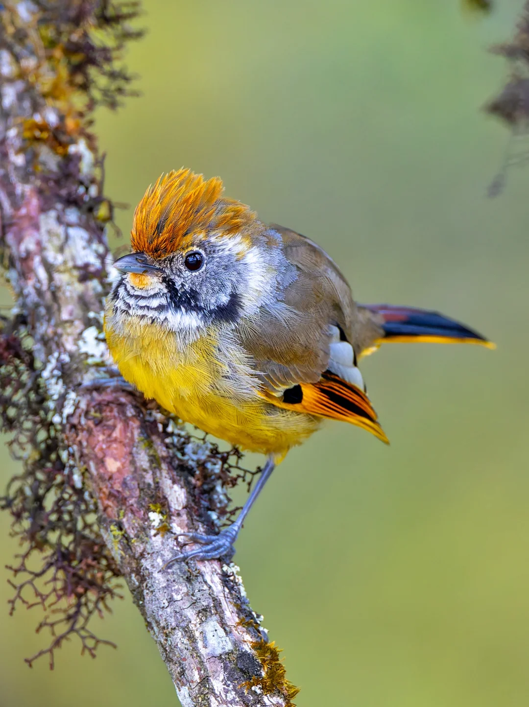 这种小鸟竟是社牛！斑喉希鹛