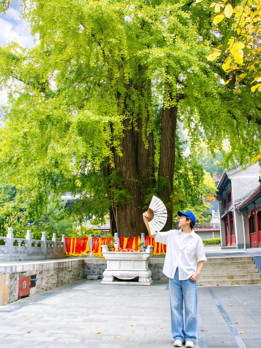潭柘寺银杏节🍁这才是北京秋天该有的样子