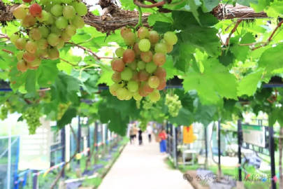 【夏日限定甜蜜！从化香蜜山葡萄节开幕】