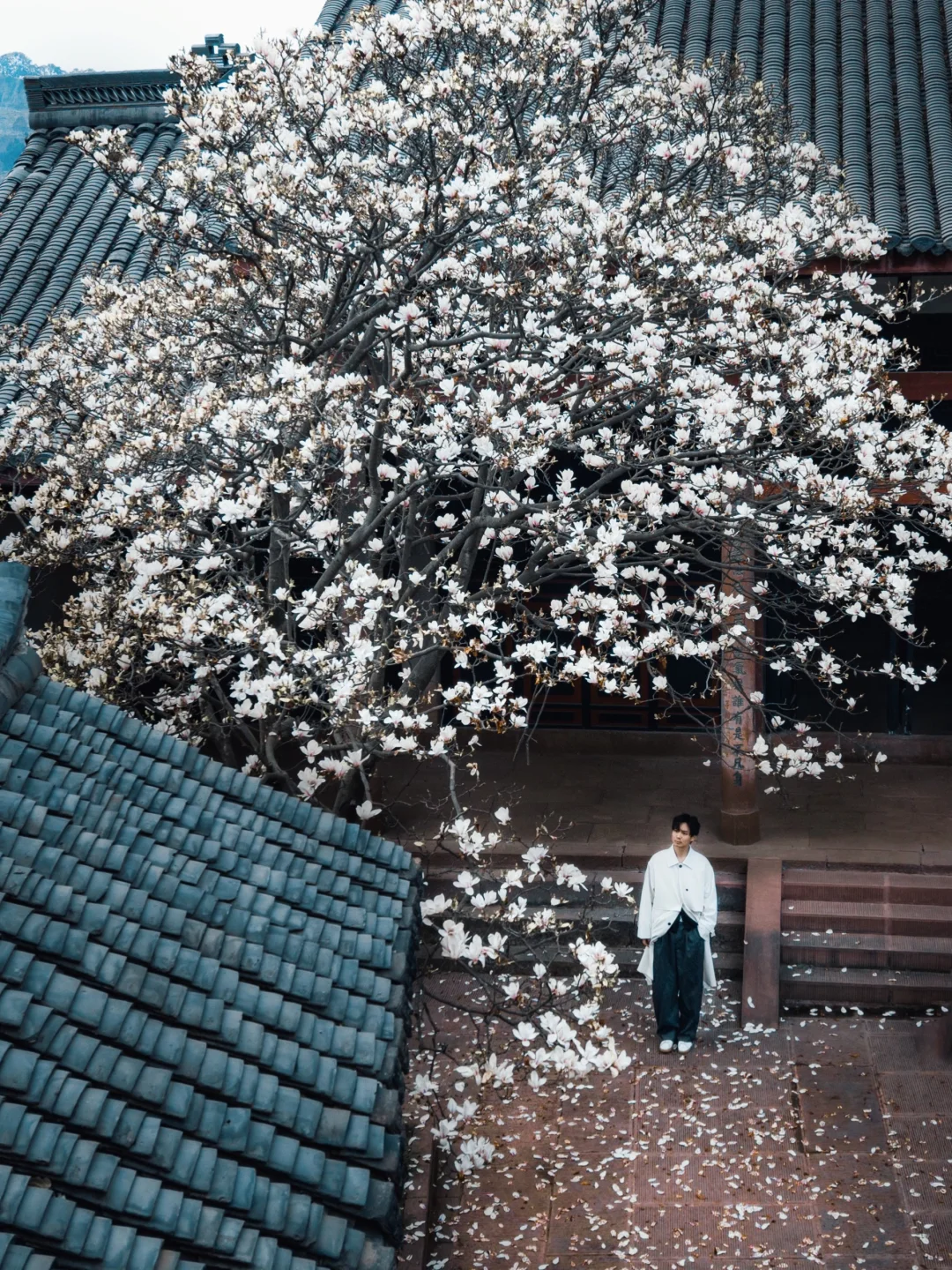 不是金华寺！99%成都人不知道的绝美古寺玉兰