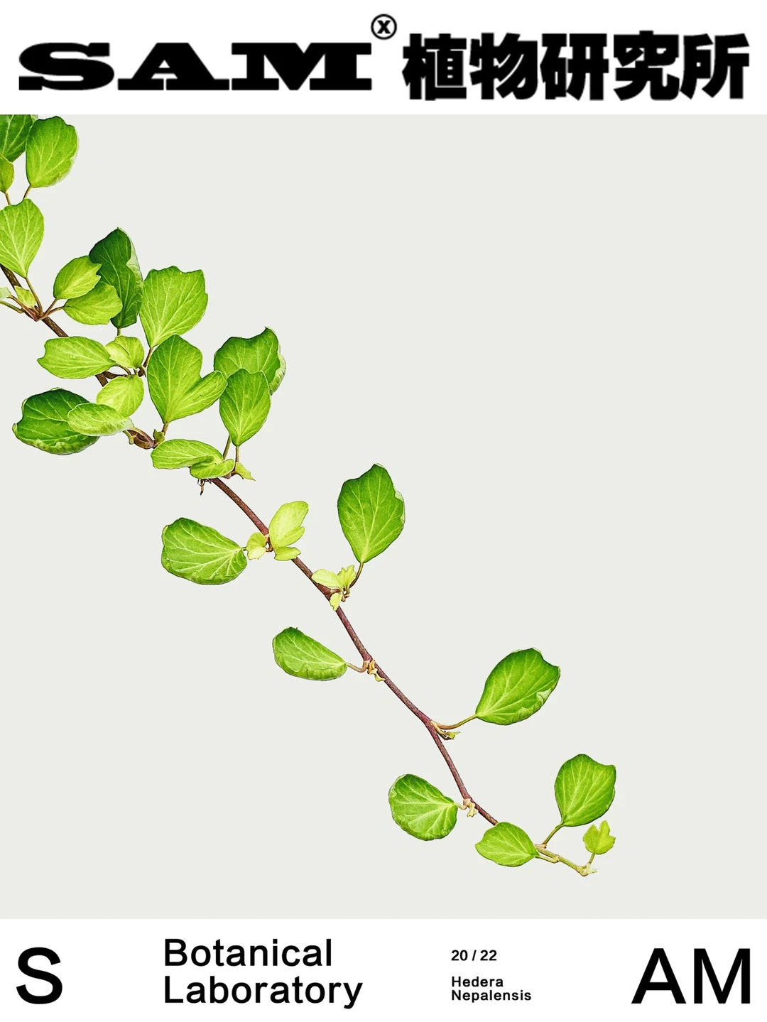 扇贝常青藤丨Hedera Helix ‘Cockle Shell’