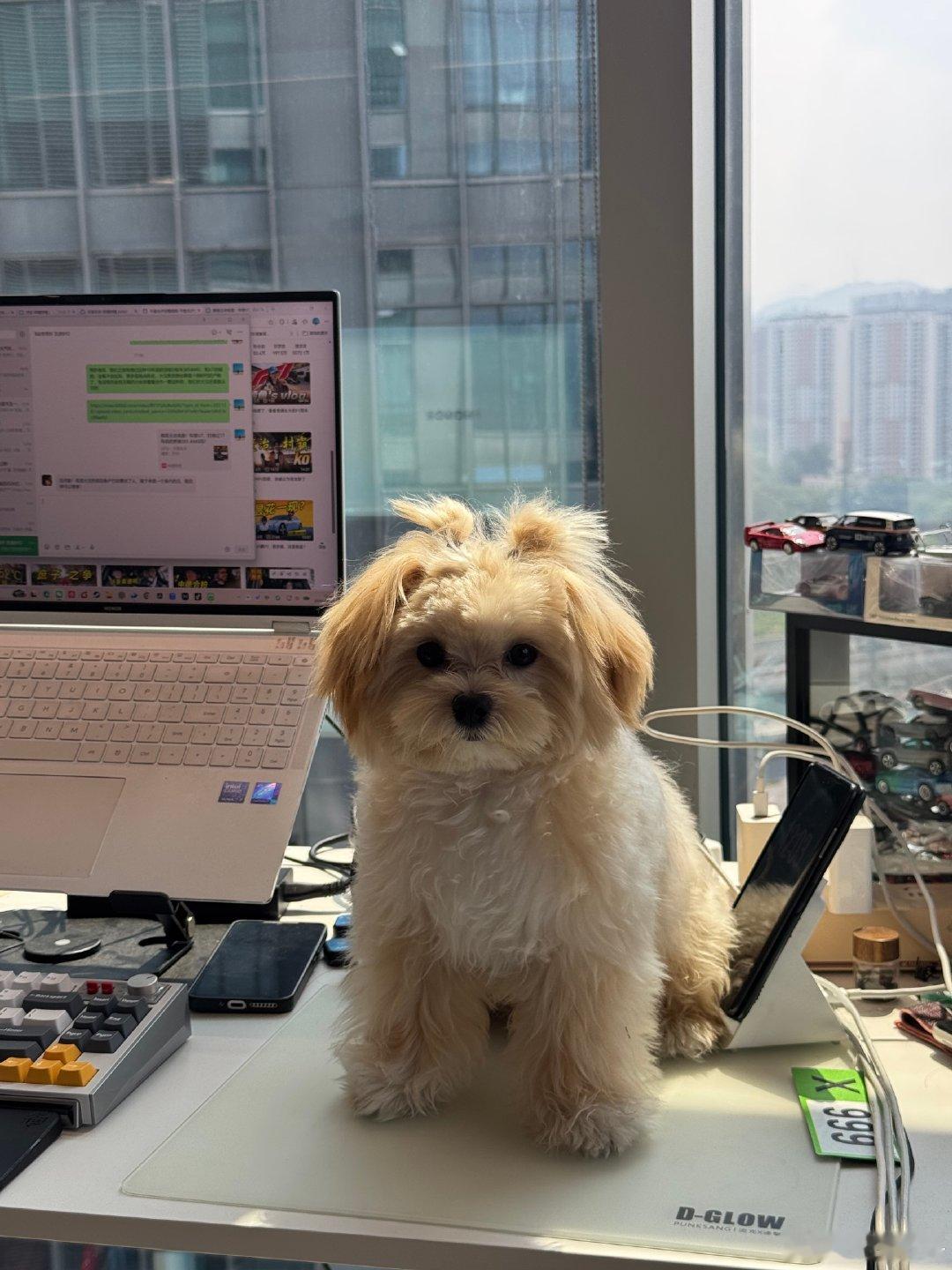 今天带着cookie上班啦，MRC还是好啊，开什么模式cookie都不晕车[doge]（我绝对没有收着开）#领克07gt##领克07gt提车即旅行# ​​​​