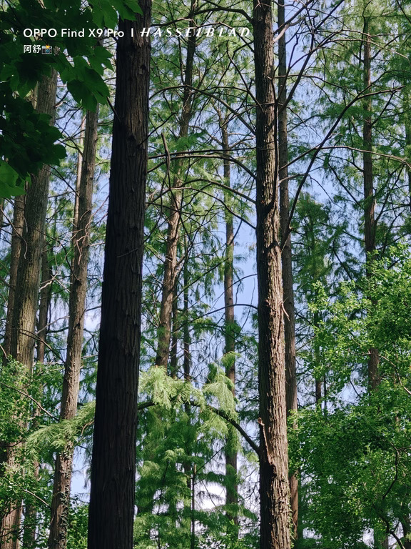 🌲 | 树