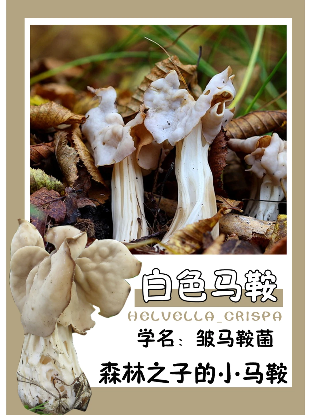 可以吃的小马鞍