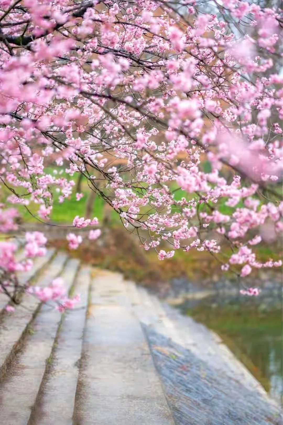 在南京的樱花已经美成这样了