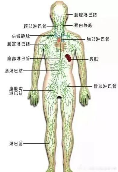#体检##最会伪装的肿瘤##淋巴瘤的早期预警信号# 淋巴瘤又被称为“会跑的肿瘤”，因为它可以发生在身体的任何部位。

一、淋巴瘤的早期信号：
1、身上莫名肿块
需警惕颈部、锁骨、腋窝、腹股沟等部位莫名有不痛不痒又质地较硬，还会持续增大的肿块。
2、莫名发热
出现不明原因的发热（达到38℃以上）
3 ​