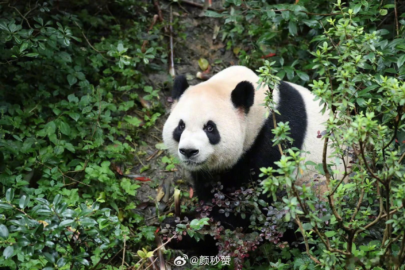 大熊猫平平福双要去美国了 🐼
咱国宝就是硬通货，走到哪都被捧着
希望那边动物园好好待它们，竹子管够
熊猫外交永远的神，比啥都好使 #大熊猫平平福双将落户美国# ​