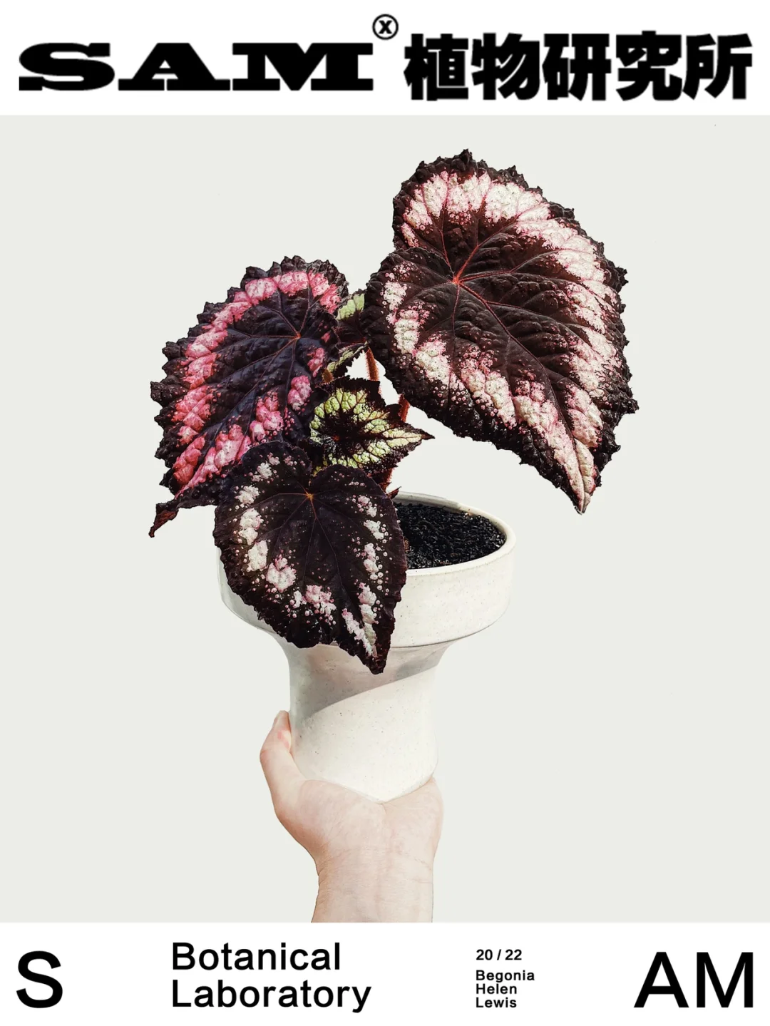 海伦刘易斯｜Begonia Helen Lewis