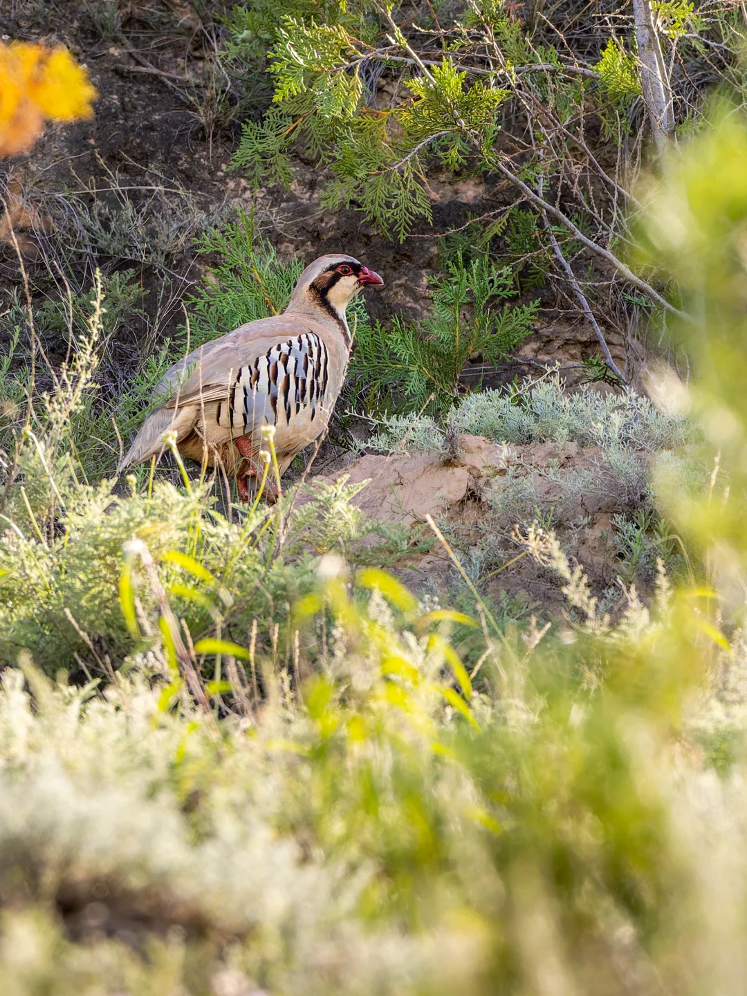 傍晚看到一家子爬山的大石鸡