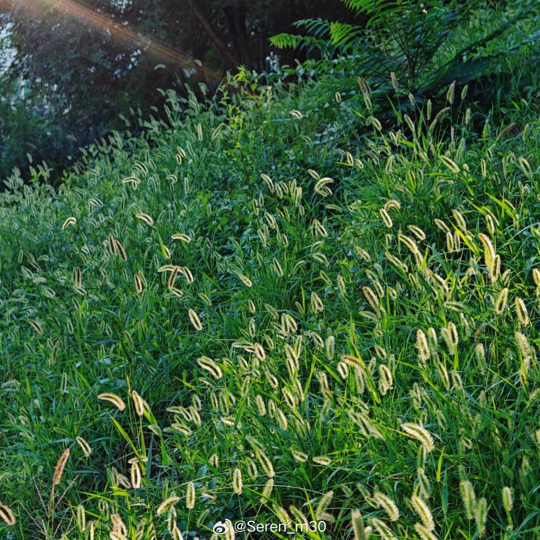 傍晚的阳光最懂温柔，把公园染成满屏的绿意与金黄。🌿

#光绘人间[超话]##oppo超影像##摄影审美提高计划# ​