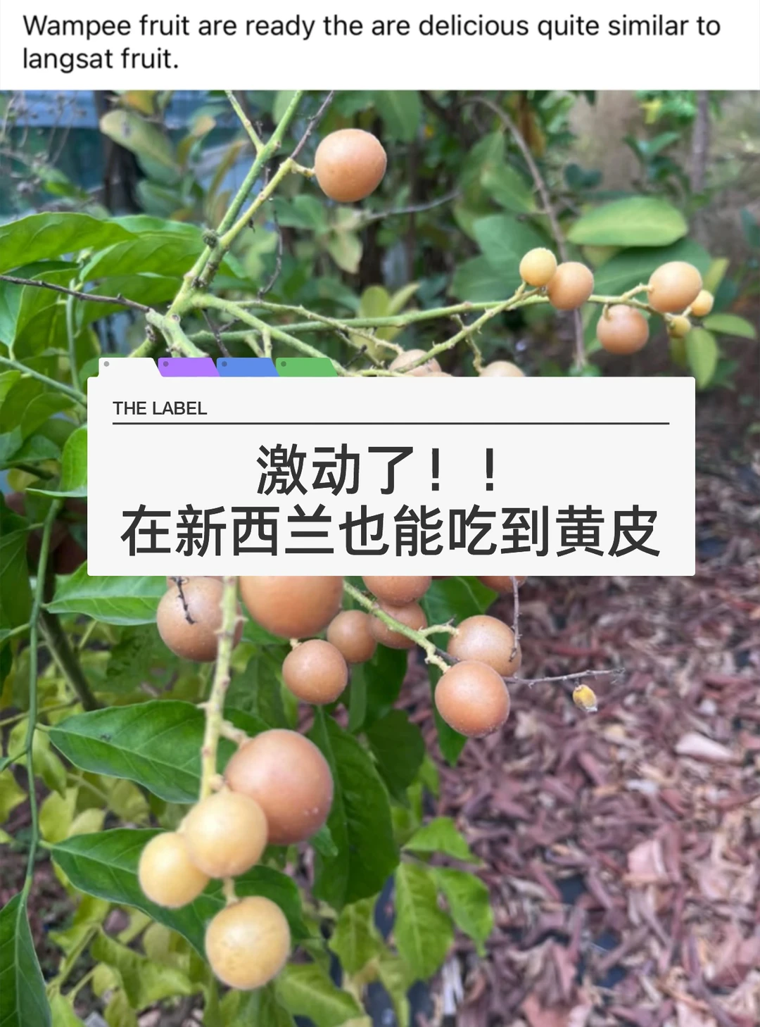 🇳🇿在新西兰看到黄皮那激动的心