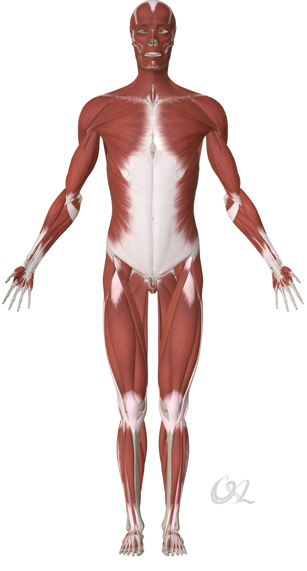 因为长期压缩而引起的肌肉紧张，会引起许多不良后果。