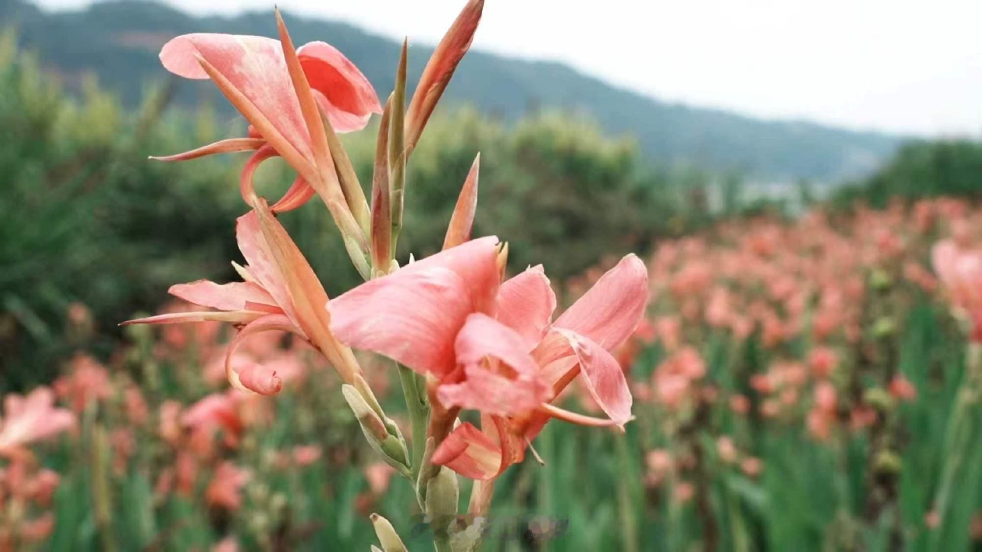 岷江畔浪漫｜一整片美人蕉花海💖  岷江畔的美人蕉全开啦🌺就在县城滨...