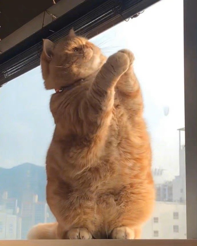 招财猫刷到请不要无视，真的很灵！！ ​