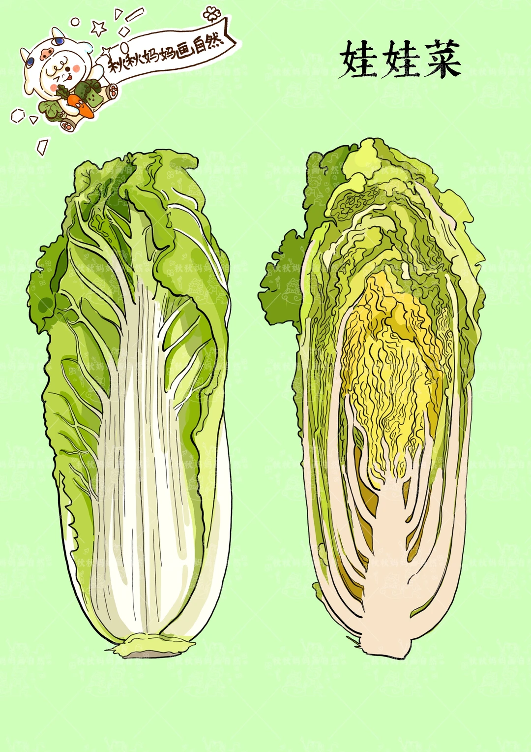 画给孩子的植物科普｜冬季的娃娃菜