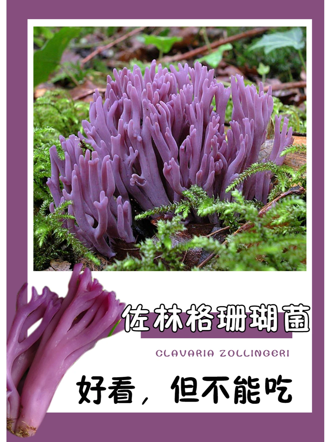 好漂亮的珊瑚菌呀~