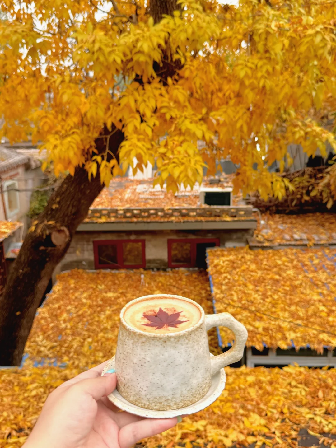 准备好迎接北京盛大的秋天了吗🍁🍂