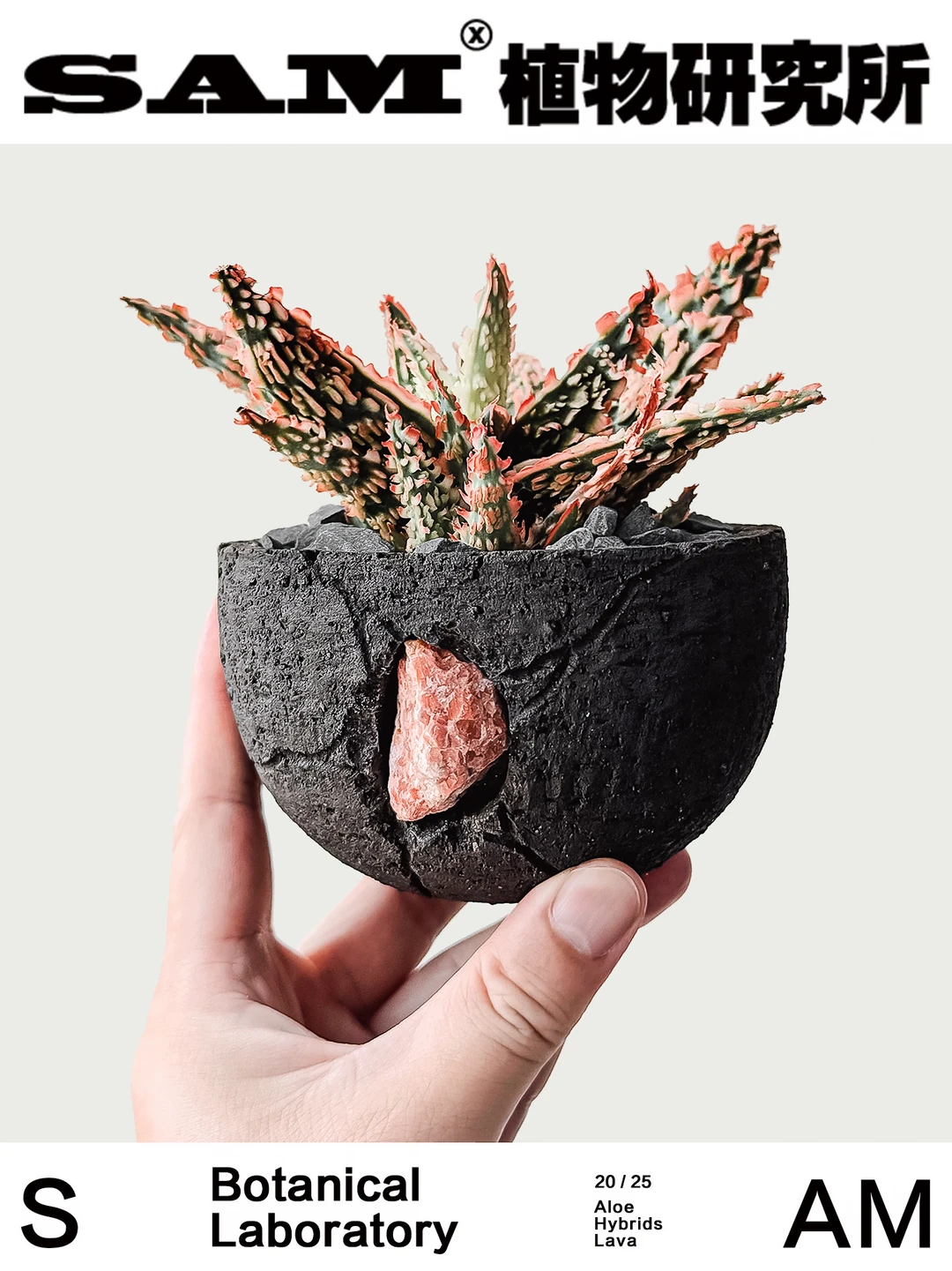 熔岩芦荟｜Aloe Hybrids ‘Lava’