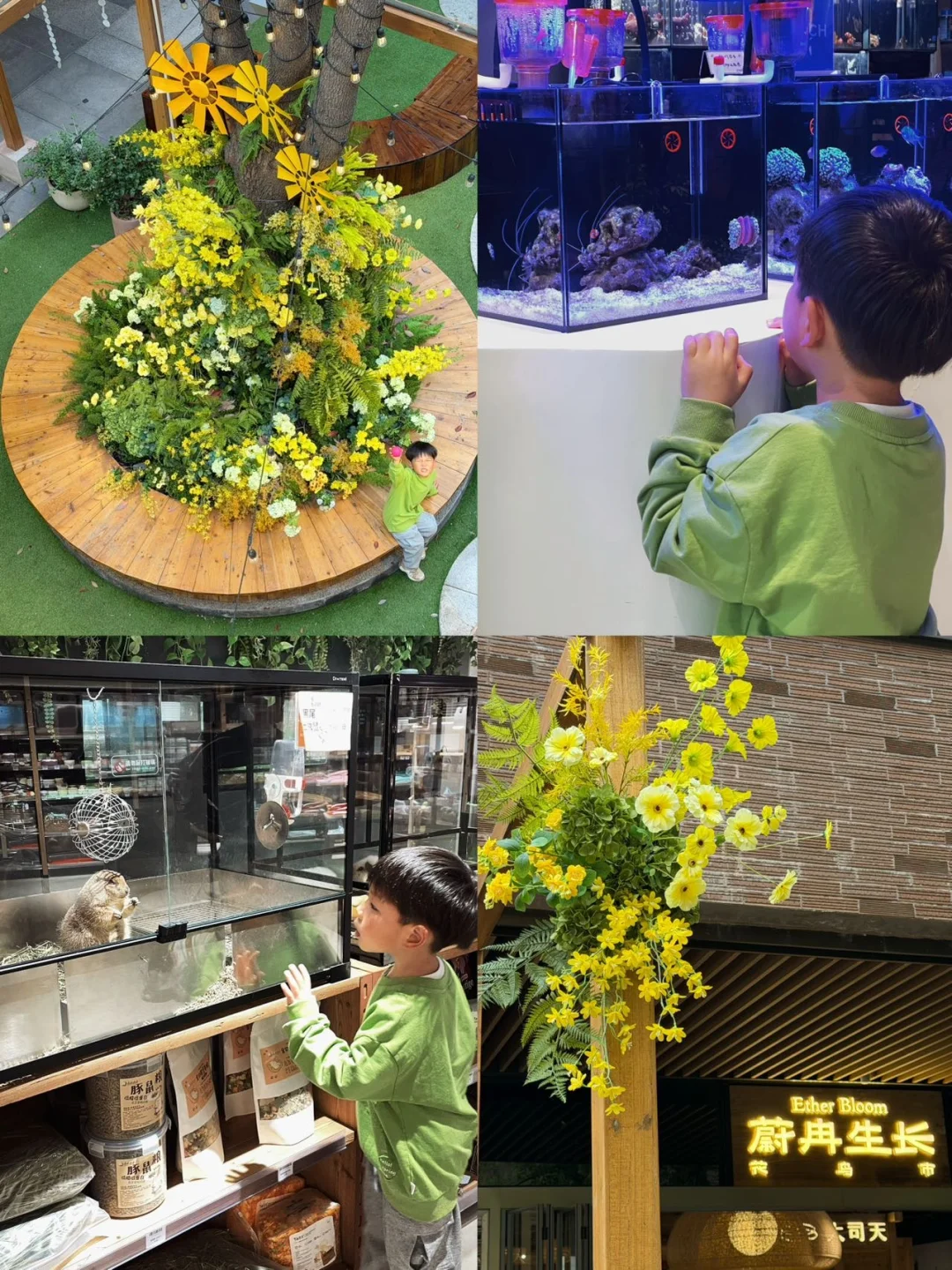 上海市区遛娃不费妈！瑞虹花鸟市场全攻略