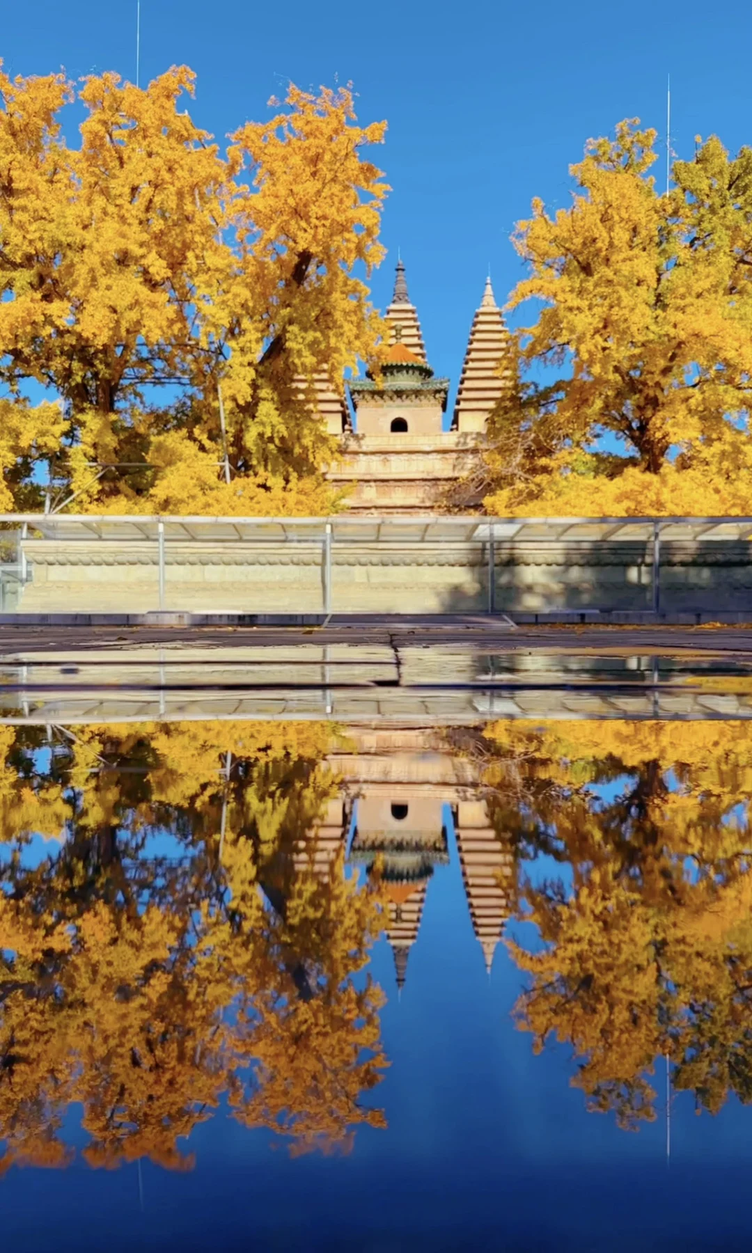 10.11播报📣这柿子和银杏已经黄了下周巅峰