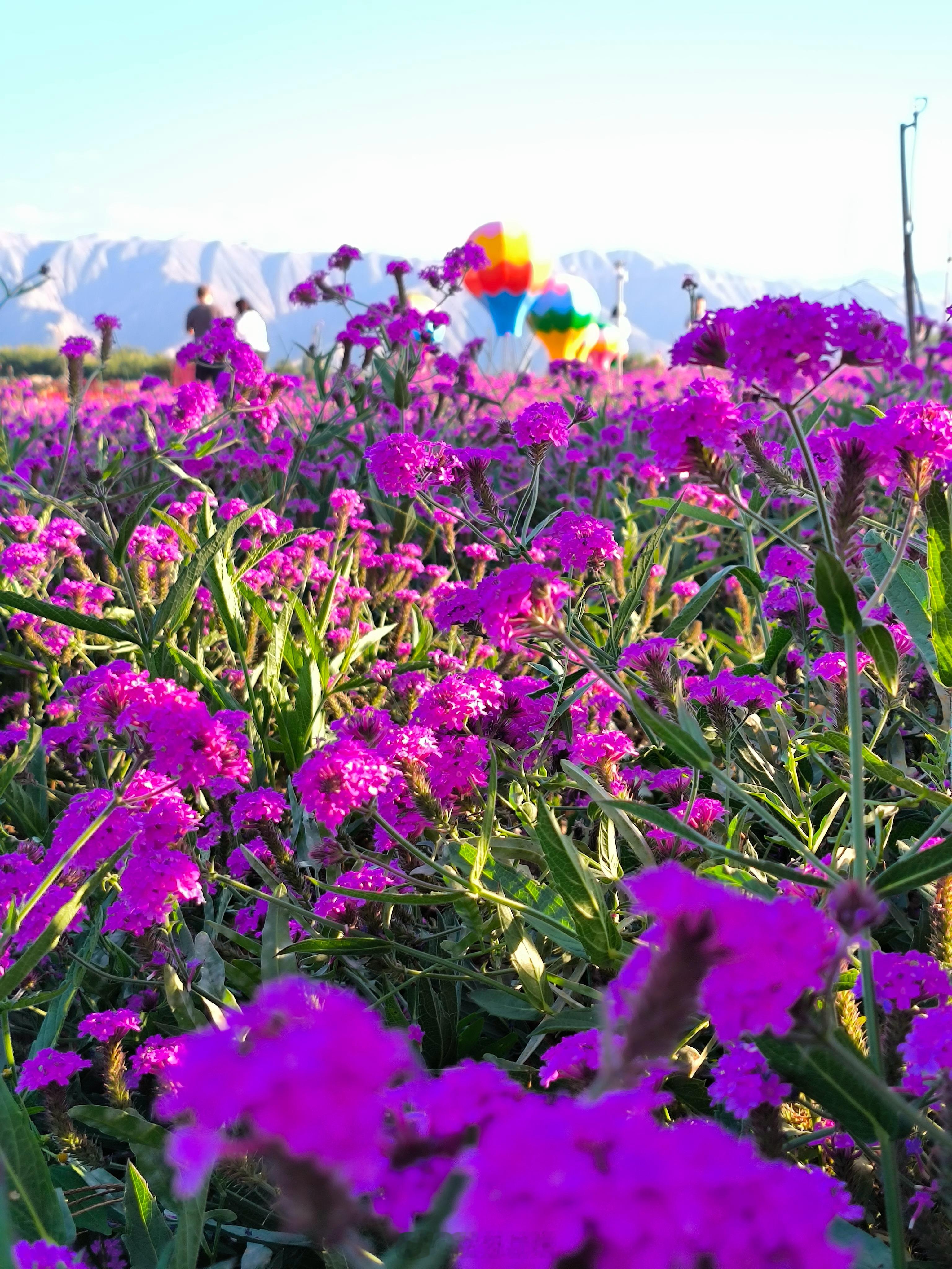 陇中高原藏浪漫！白银大坪凤园花海秋日依旧繁花盛放🌺白银大坪凤园花海同城热点创作计划 国家 4A 景区，350 亩彩色花田，紫色马鞭草氛围感拉满，骑行漫游花海超治愈。打卡凤凰雕塑，看各色鲜花连绵到十月。游玩结束吃水川长面、柴火鸡、黄河鲤鱼，品味地道乡味。中秋团圆出游好去处，花好月圆，赴一场花田之约～