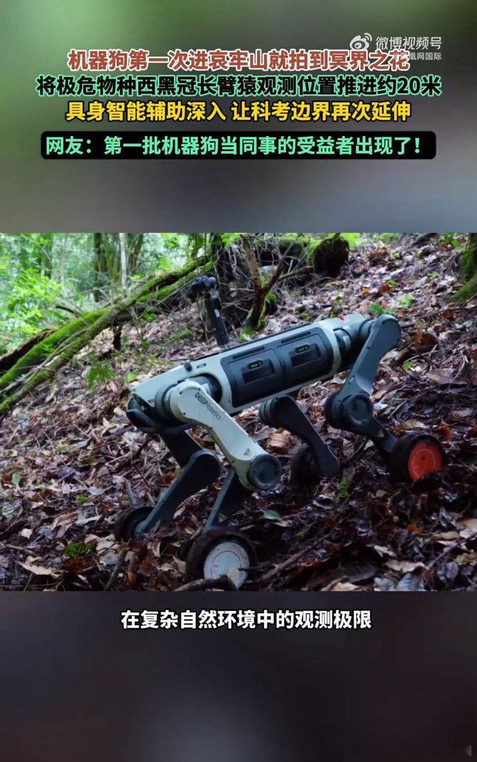 哀牢山的浓雾里，机器狗替人走完了那段最危险的探路。

它拍到的不只是每年只露脸四十天的水晶兰，更是一种克制的科技观。没有为了流量硬闯禁区的粗暴，也没有惊扰苔藓与脆弱植株的傲慢。在断崖交错、地磁异常的高危腹地，这种低视角的数字化观测，把过去科研人员必须用肉身去扛的失温与迷路风险，转化 ​