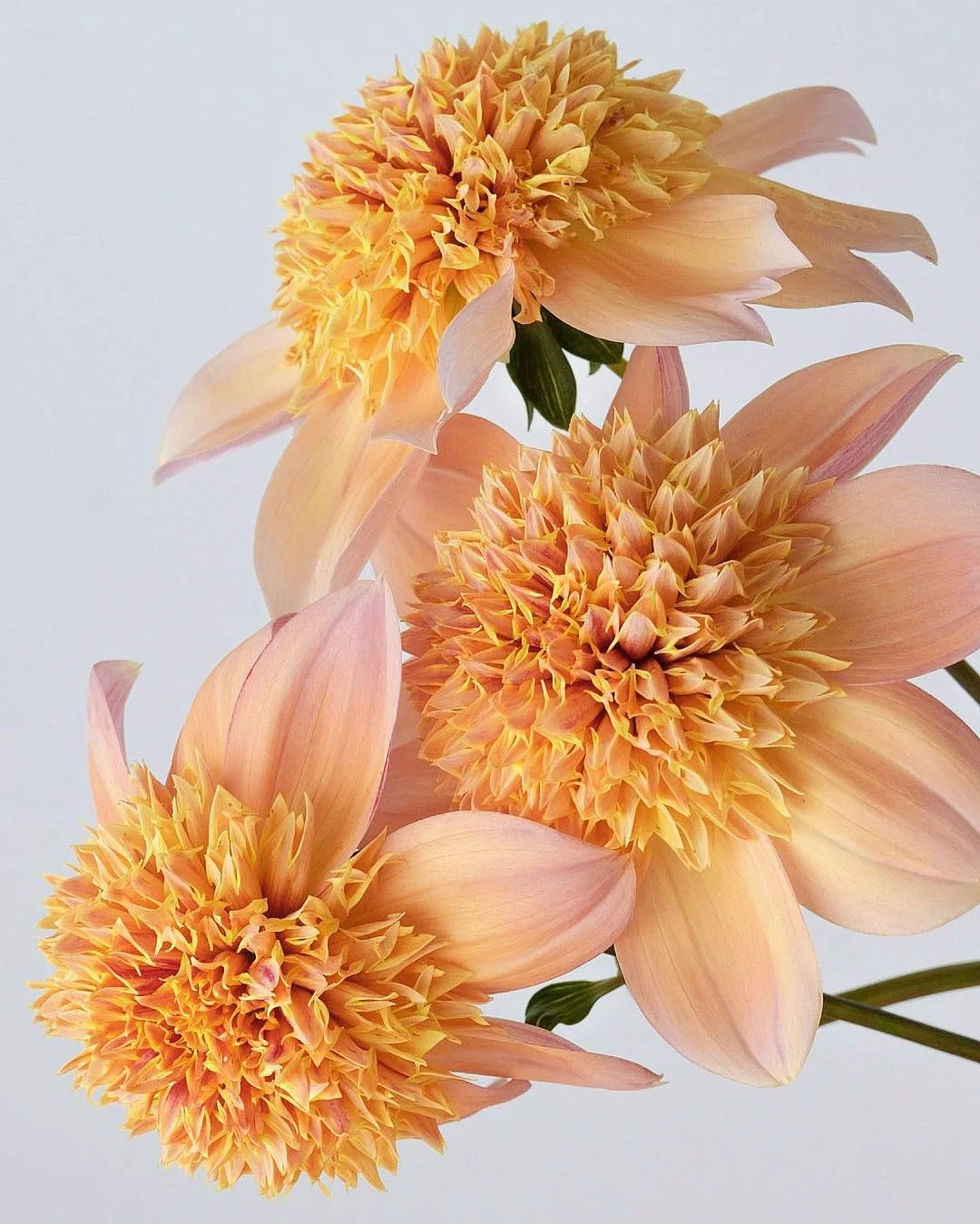 带你每天认识一种花材180｜小众进口大丽花