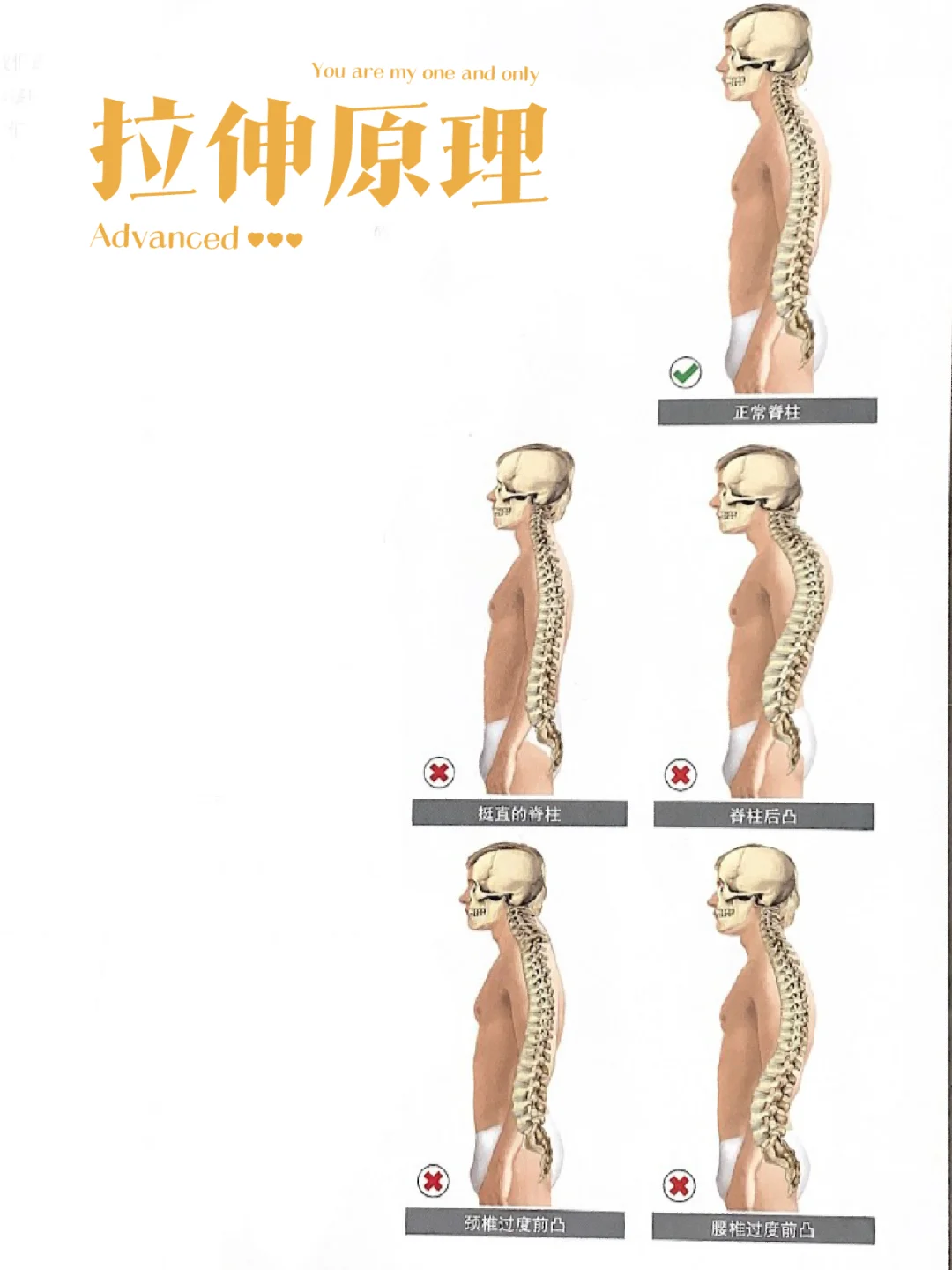 🅰️学习拉伸原理！