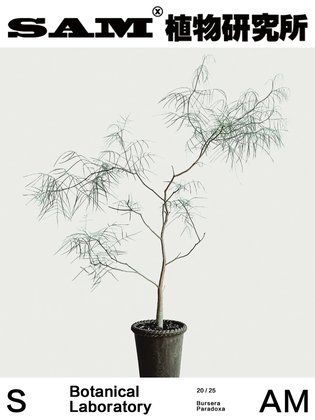 帕卡裂榄｜Bursera Paradoxa