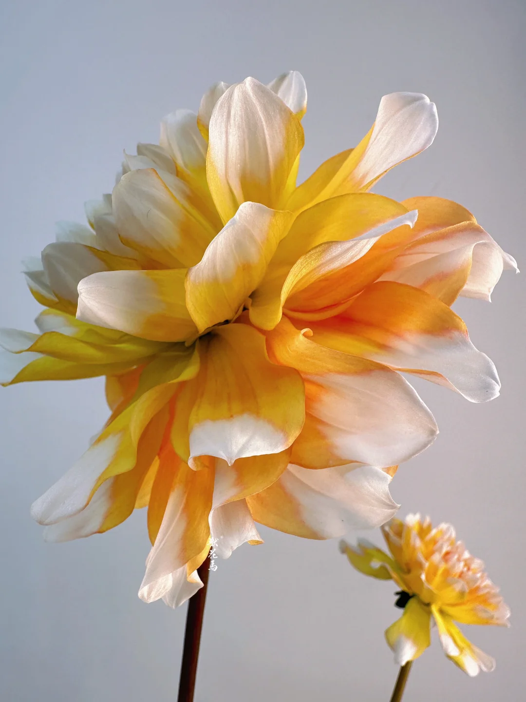 大丽花•西雅图🌼