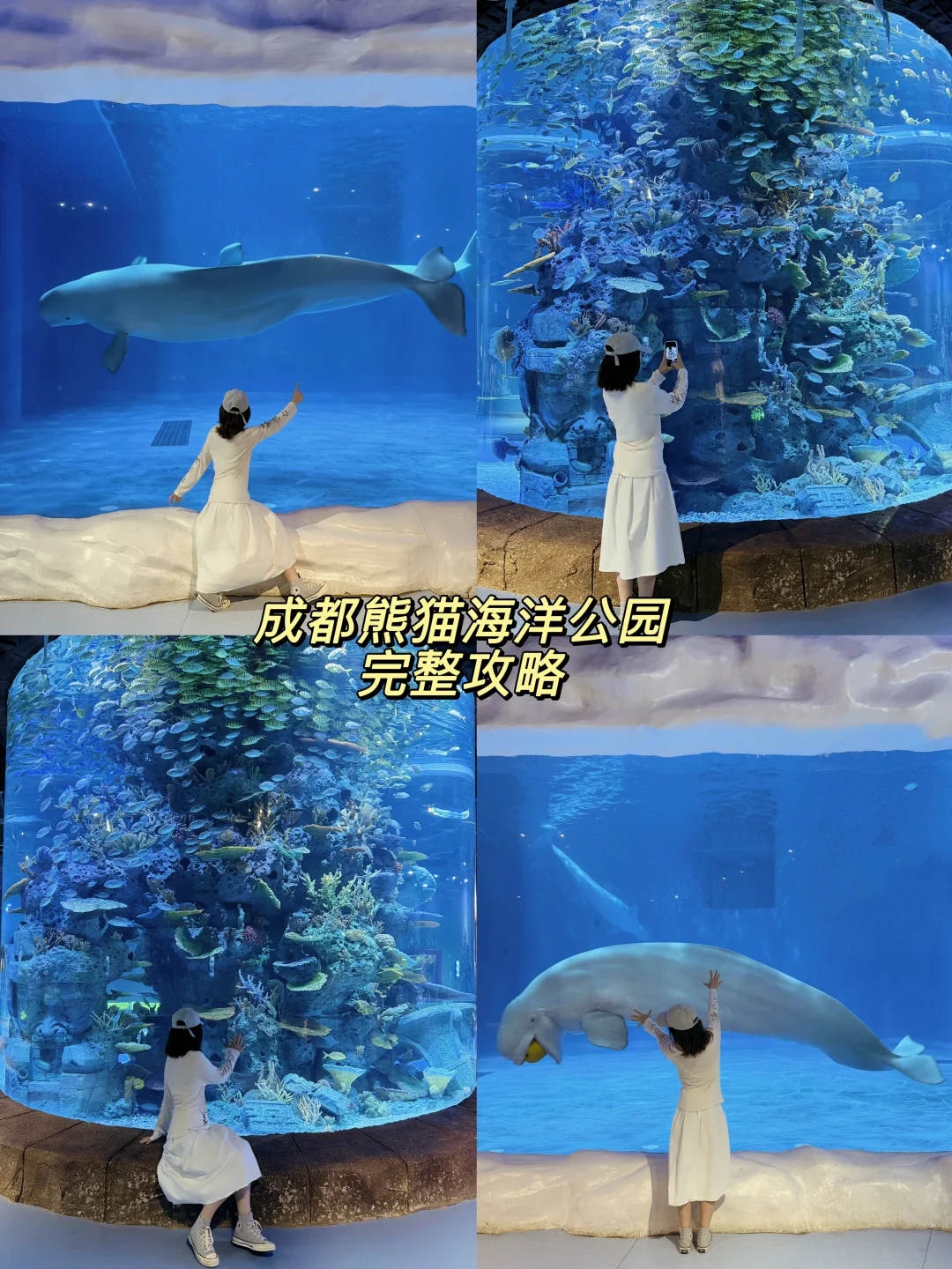 成都熊猫海洋公园｜完整攻略💙