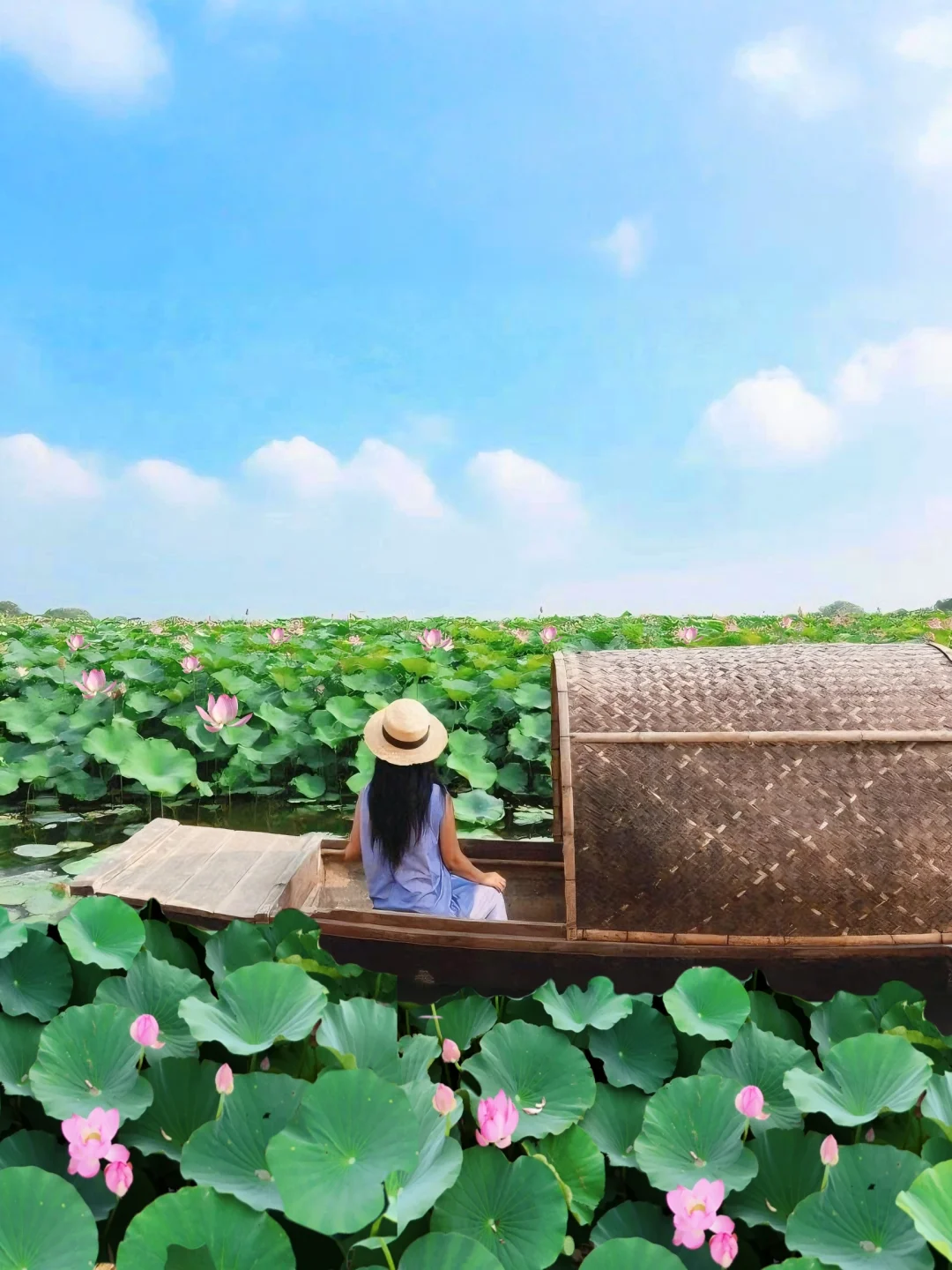 天津荷花乌篷船！免费！承包整片荷塘