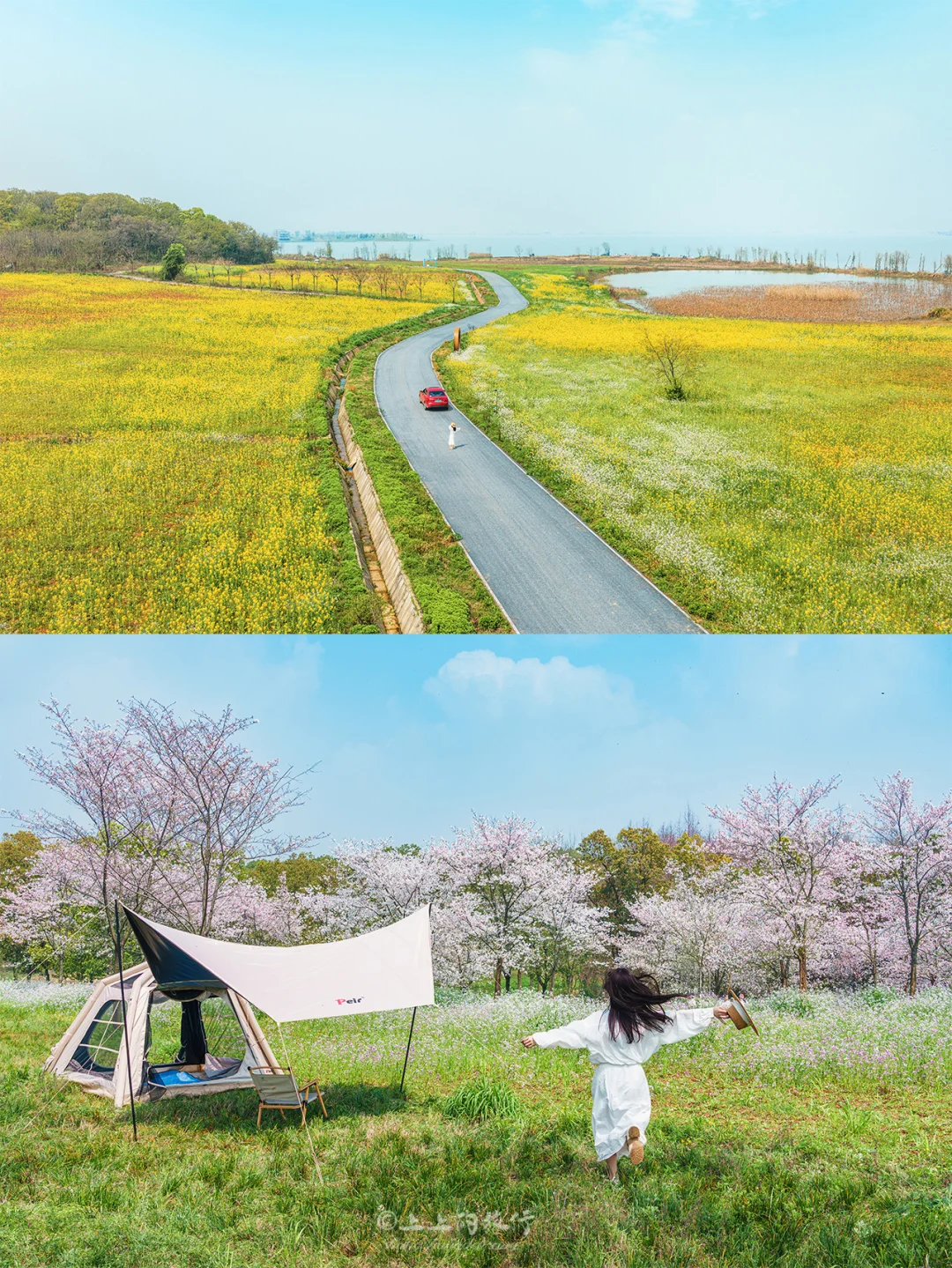 别挤东湖‼️这条人少露营赏樱看“海”路线更绝