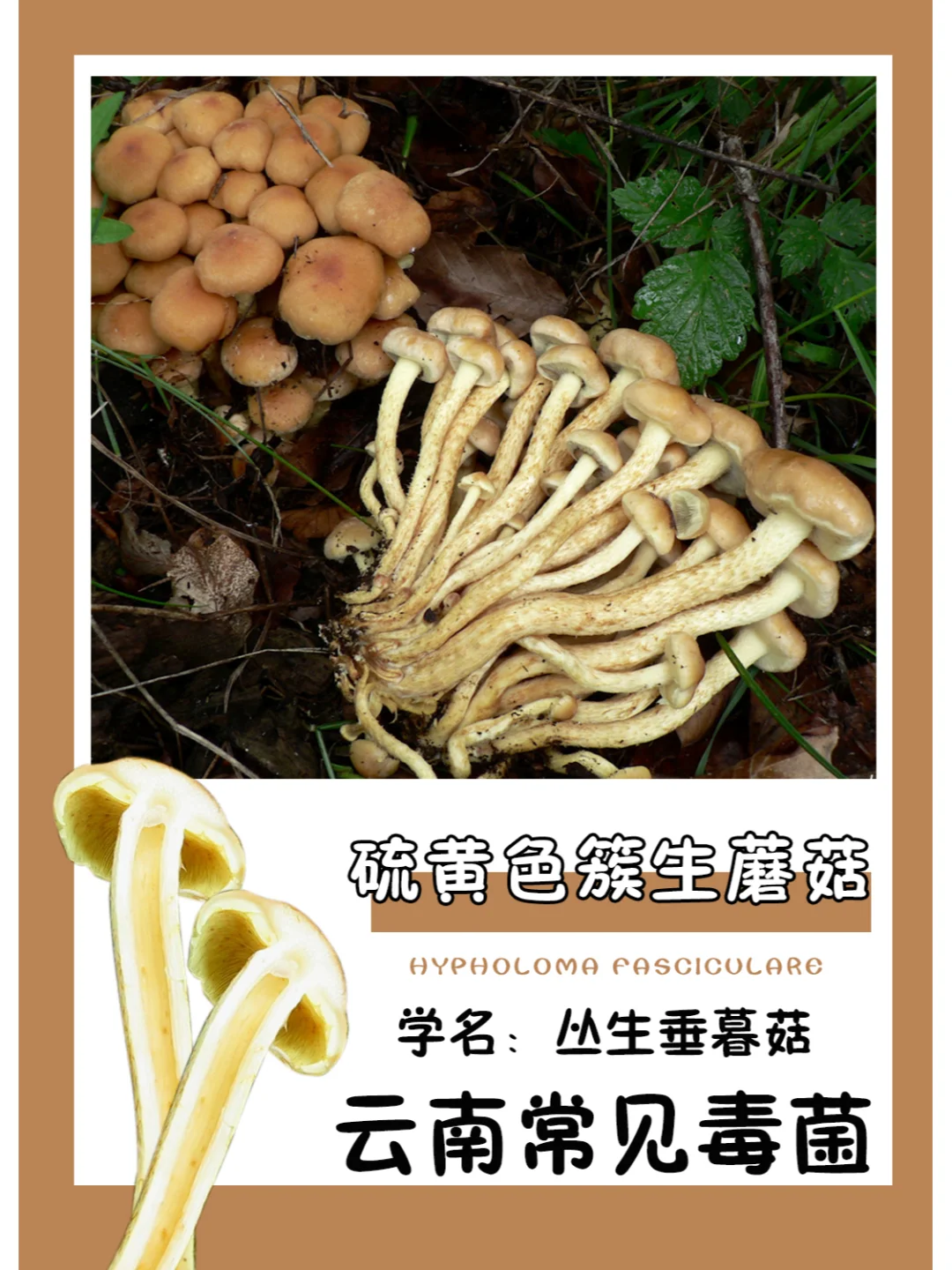 云南常见毒菌 | 丛生垂暮菇，非常苦！