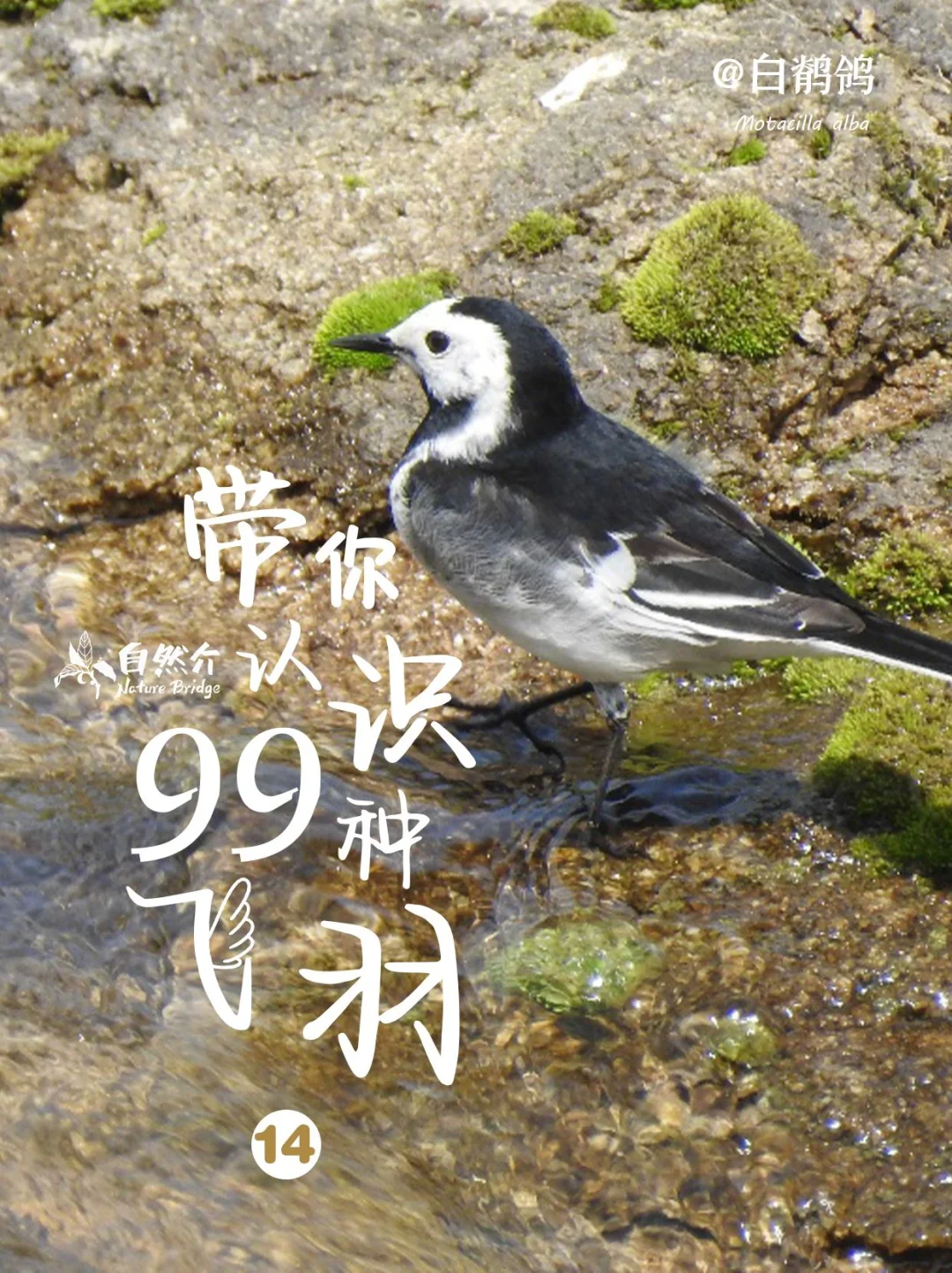 带你认识99种飞羽