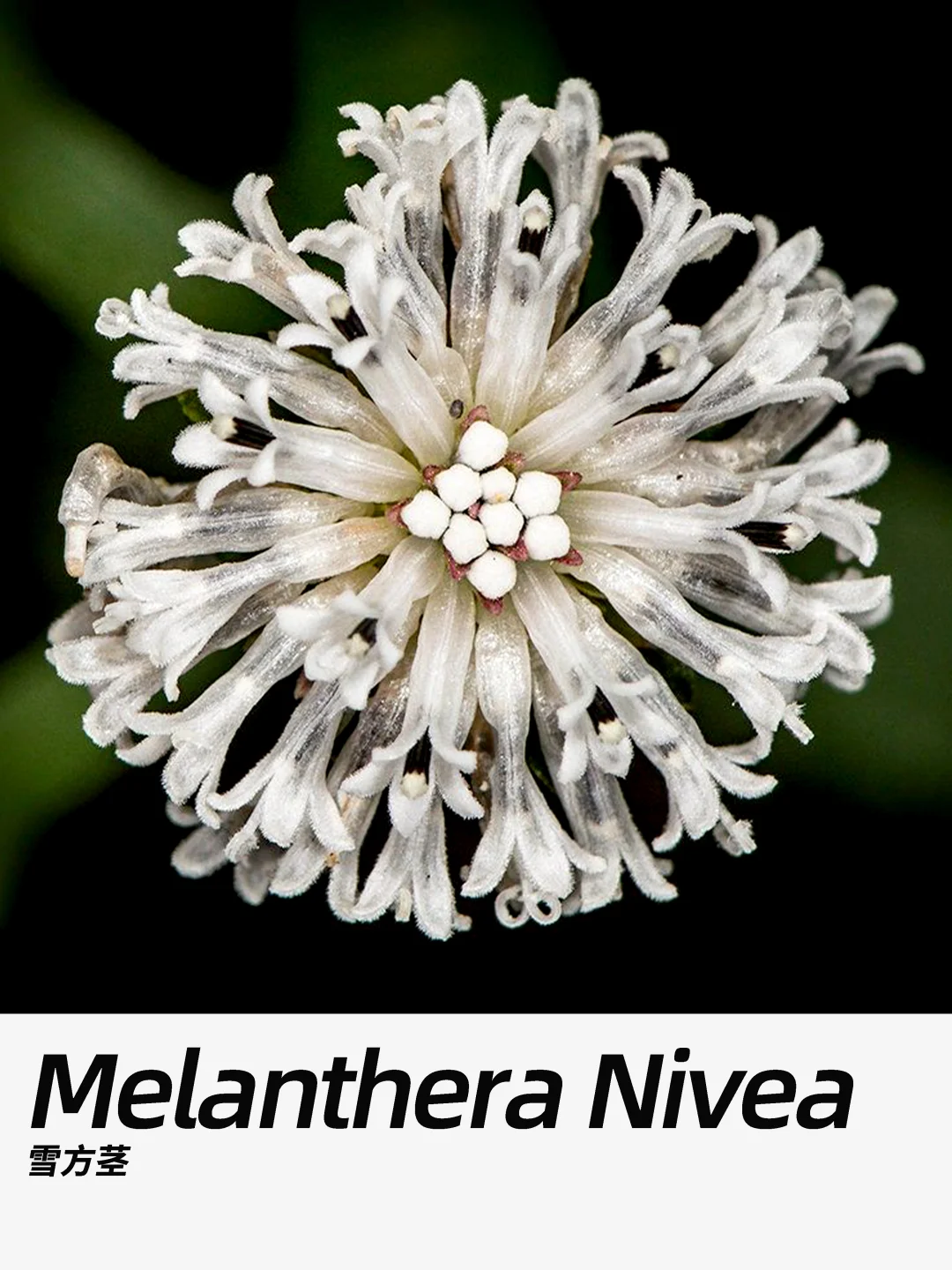带你每天认识一种花材279｜雪方茎