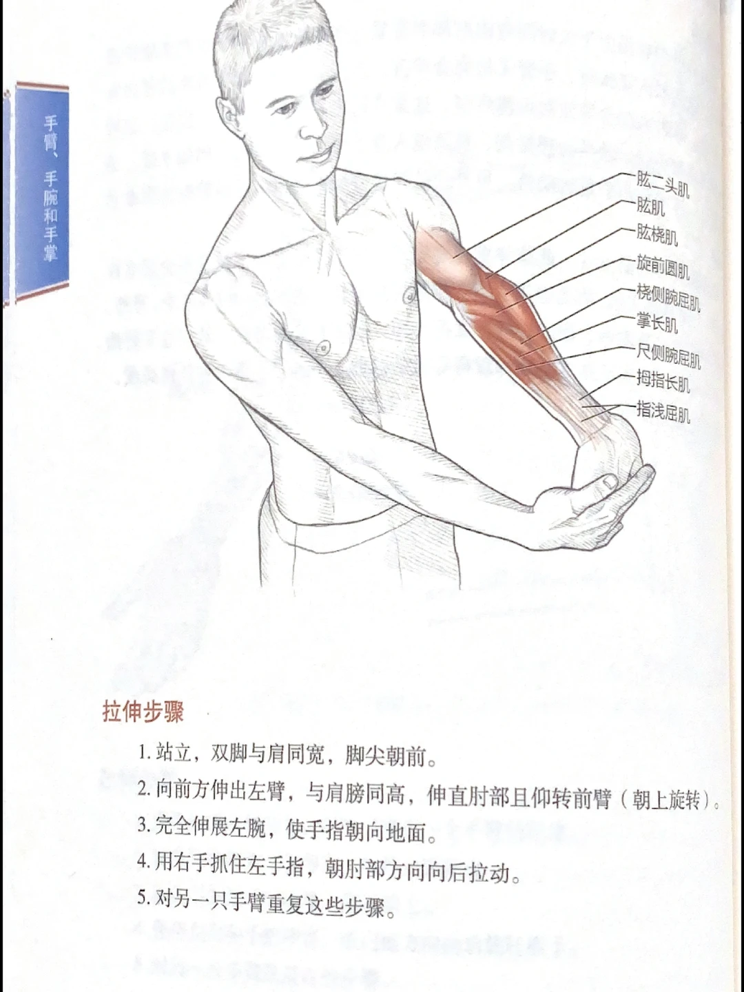 告别粗手臂｜拉伸运动训练