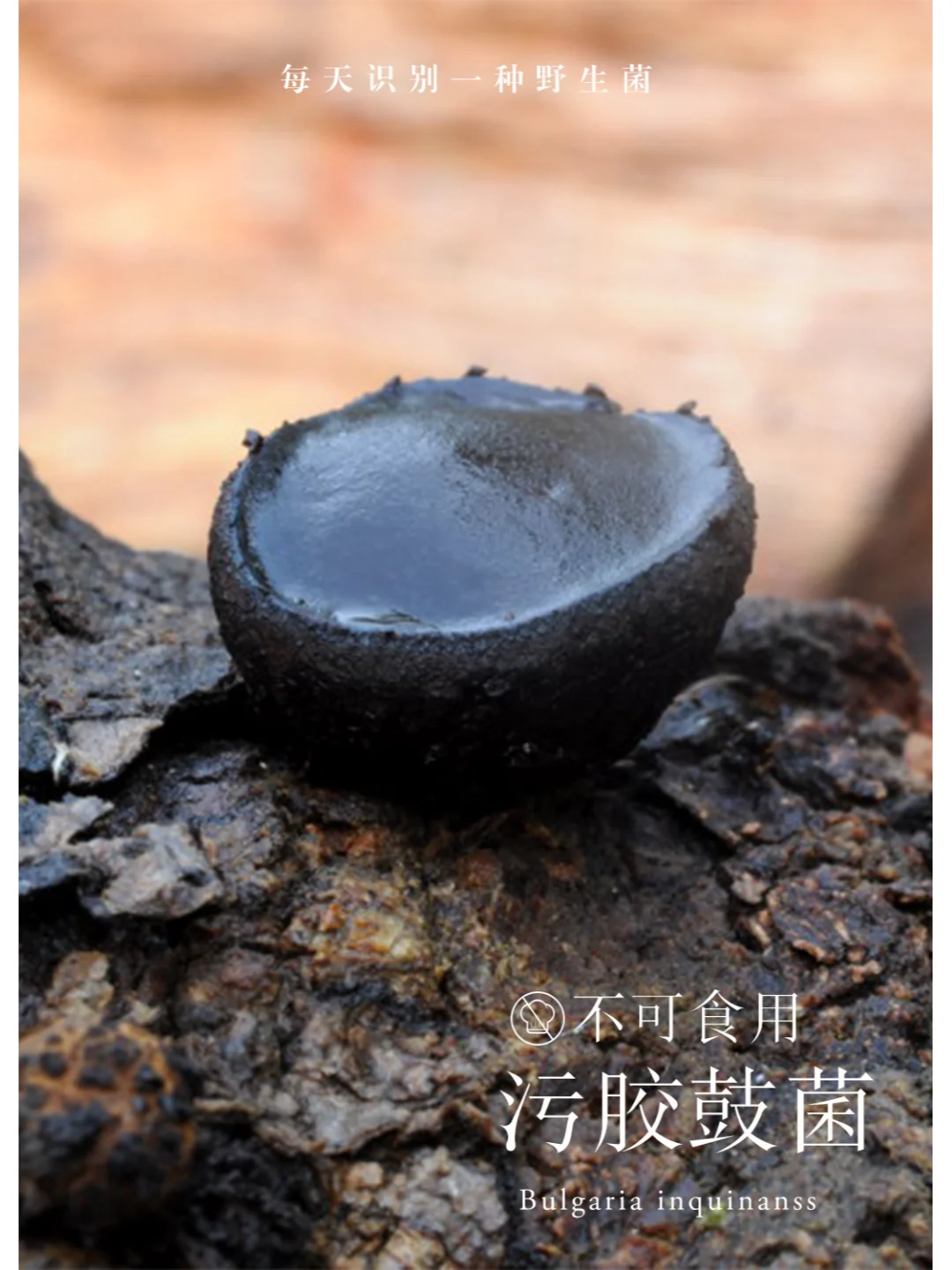 猪拱嘴菌，有光敏毒素，谨慎食用