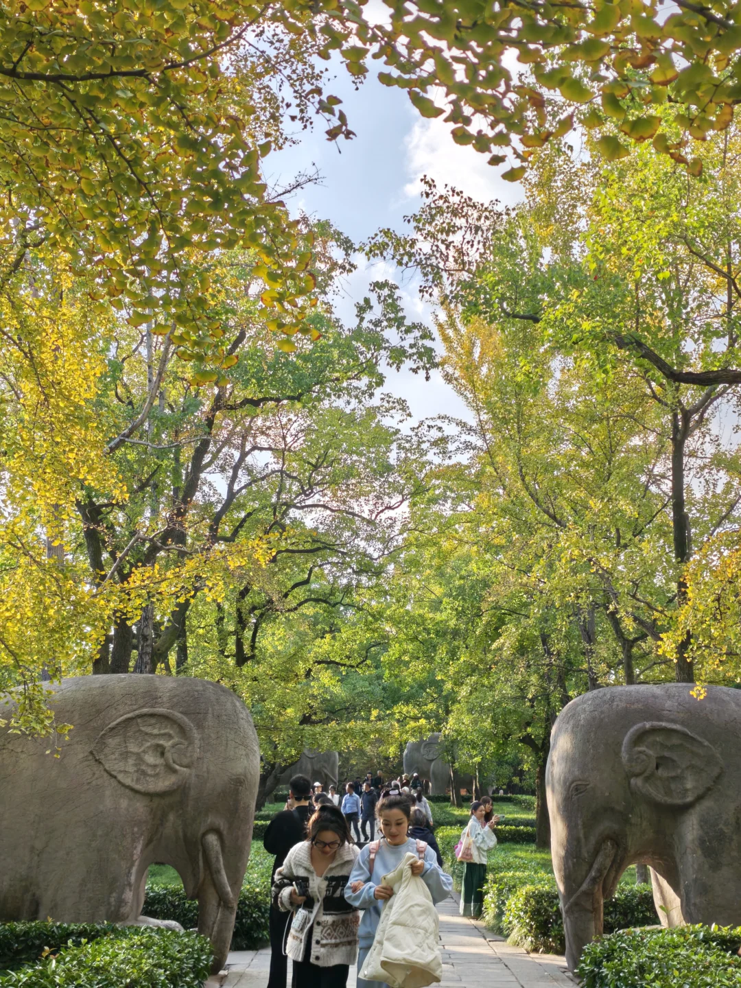 💥明孝陵石象路开始红黄！10.23实况