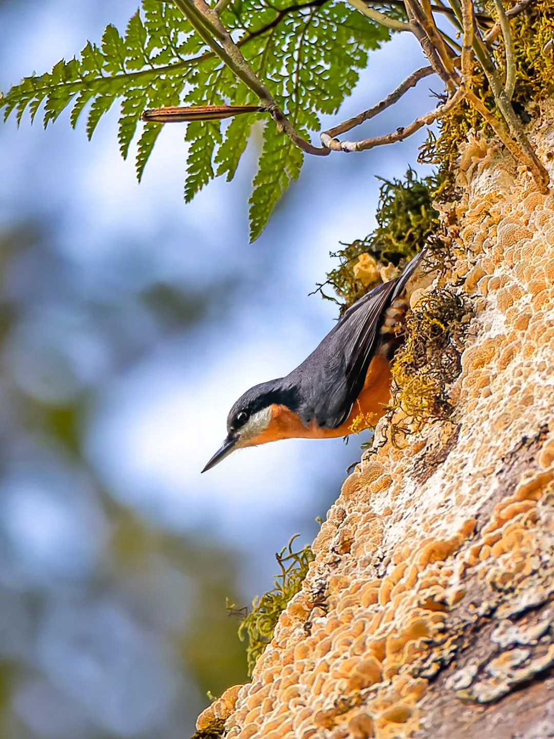 栗腹䴓在阳光下肚皮真的红