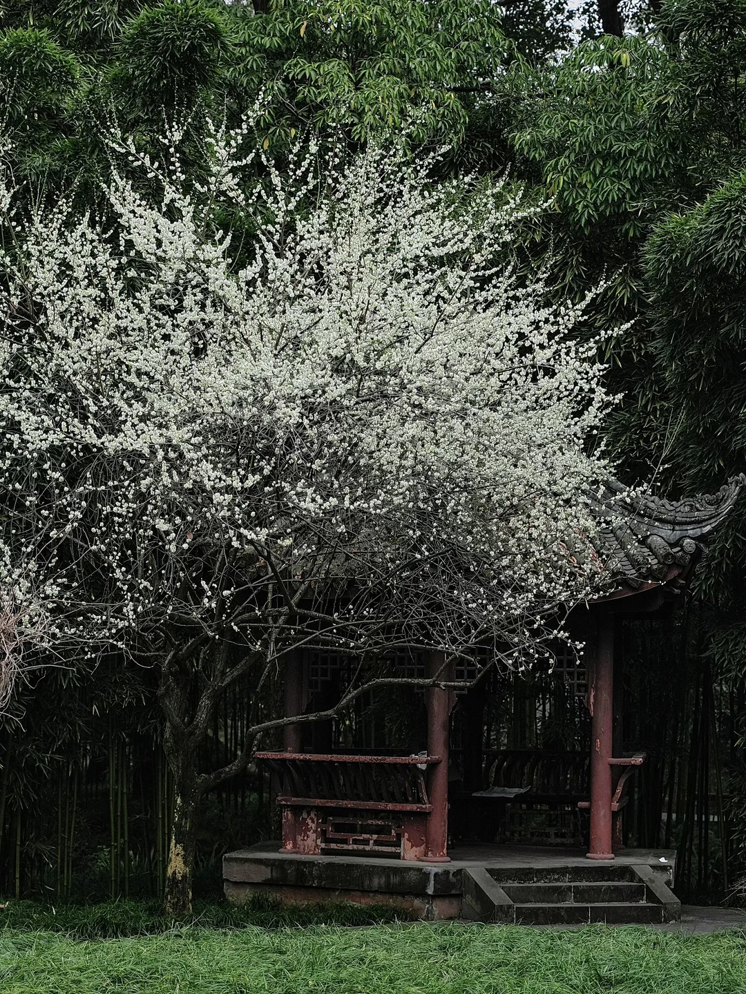 🌸为了这两颗梅花！特地去了趟杜甫草堂！