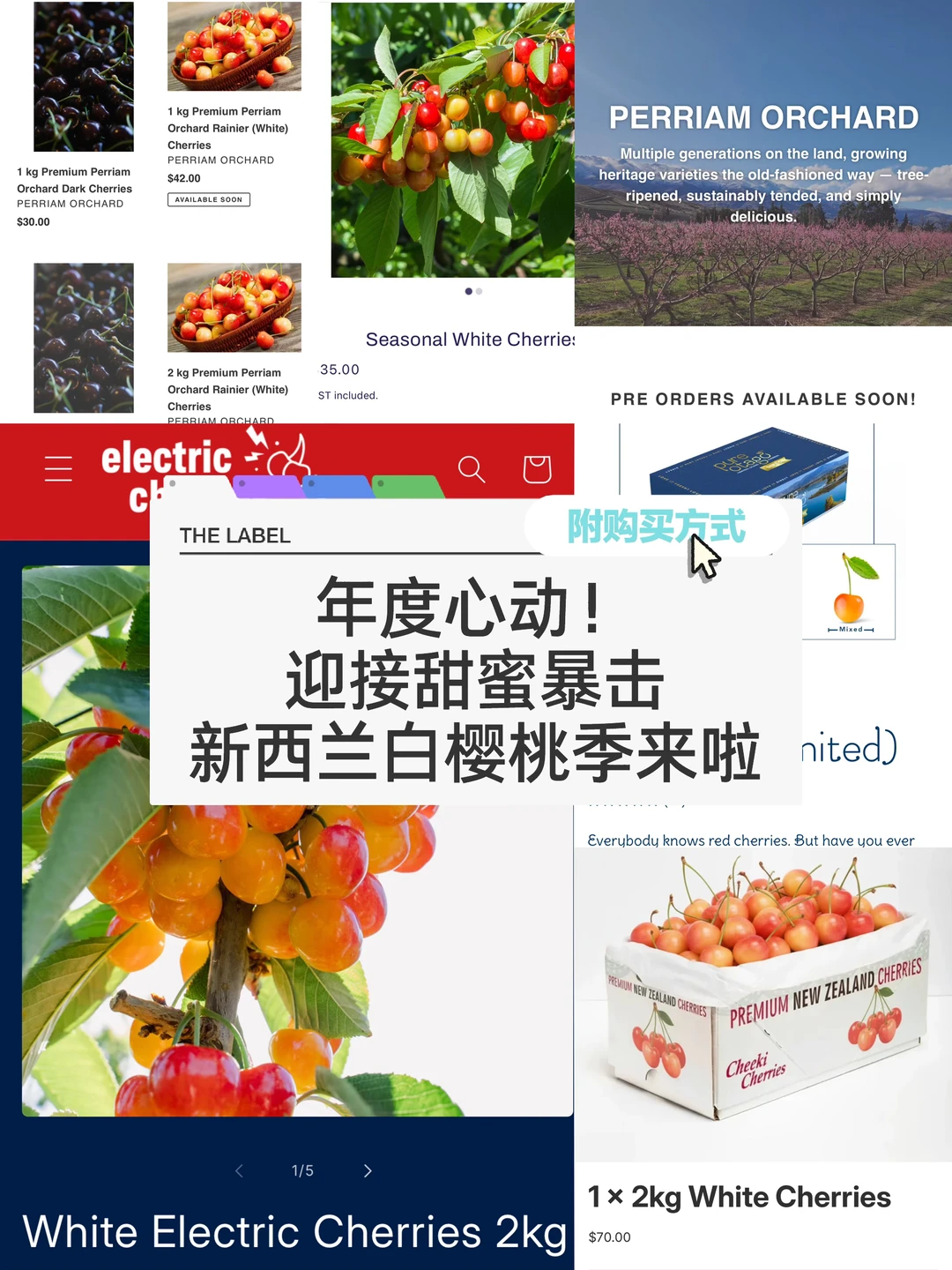 🇳🇿纽村白樱桃季来啦！甜过初恋的神仙口感