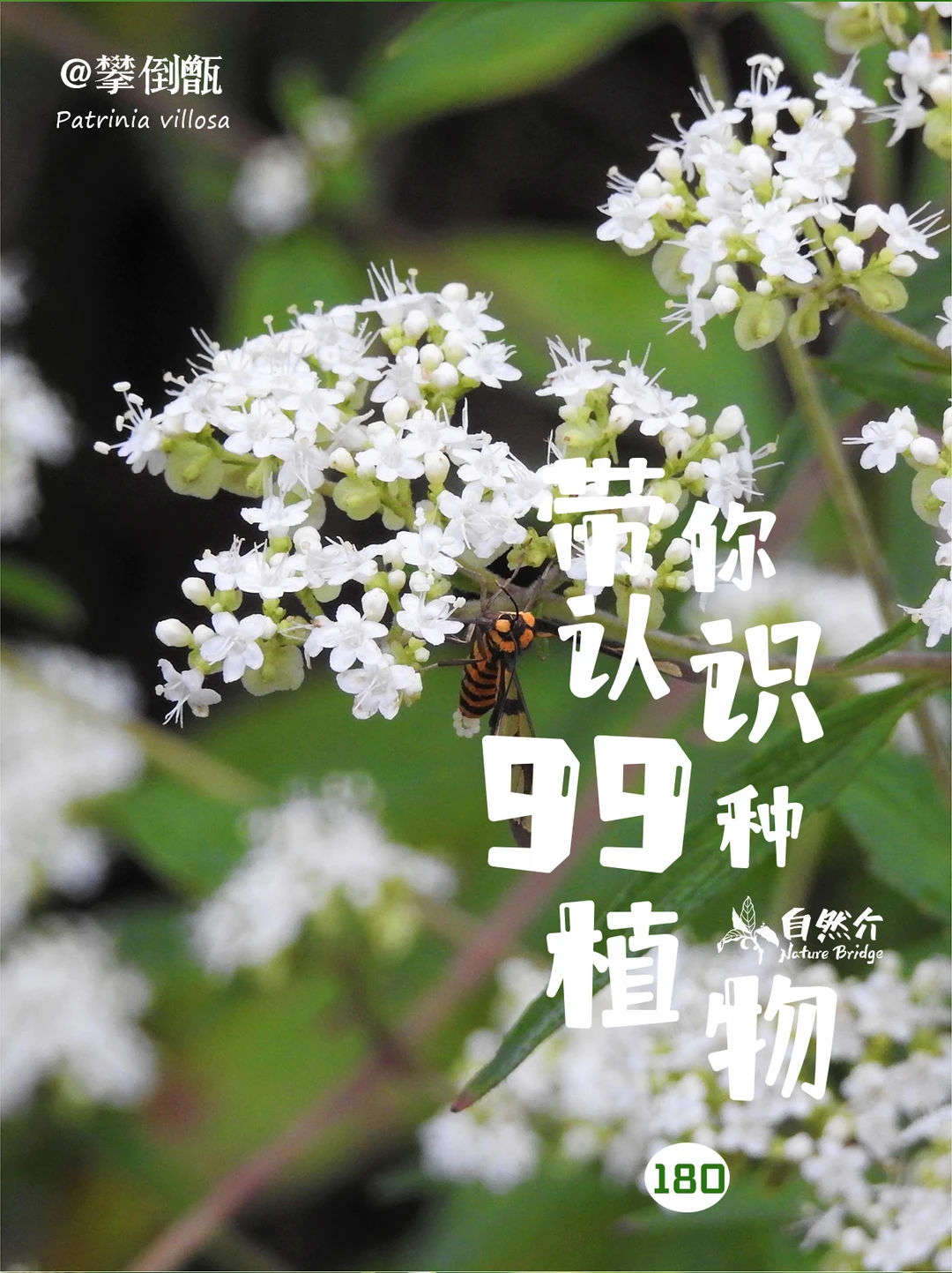 带你认识99种植物–攀倒甄