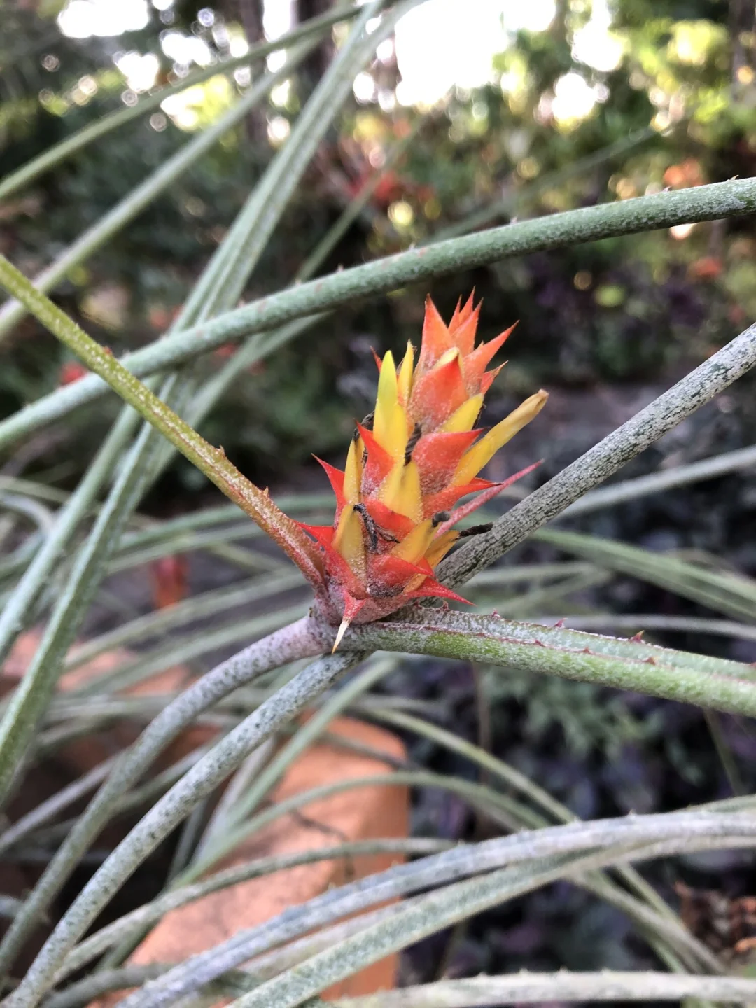 稀有凤梨浆果Acanthostachys strobilacea