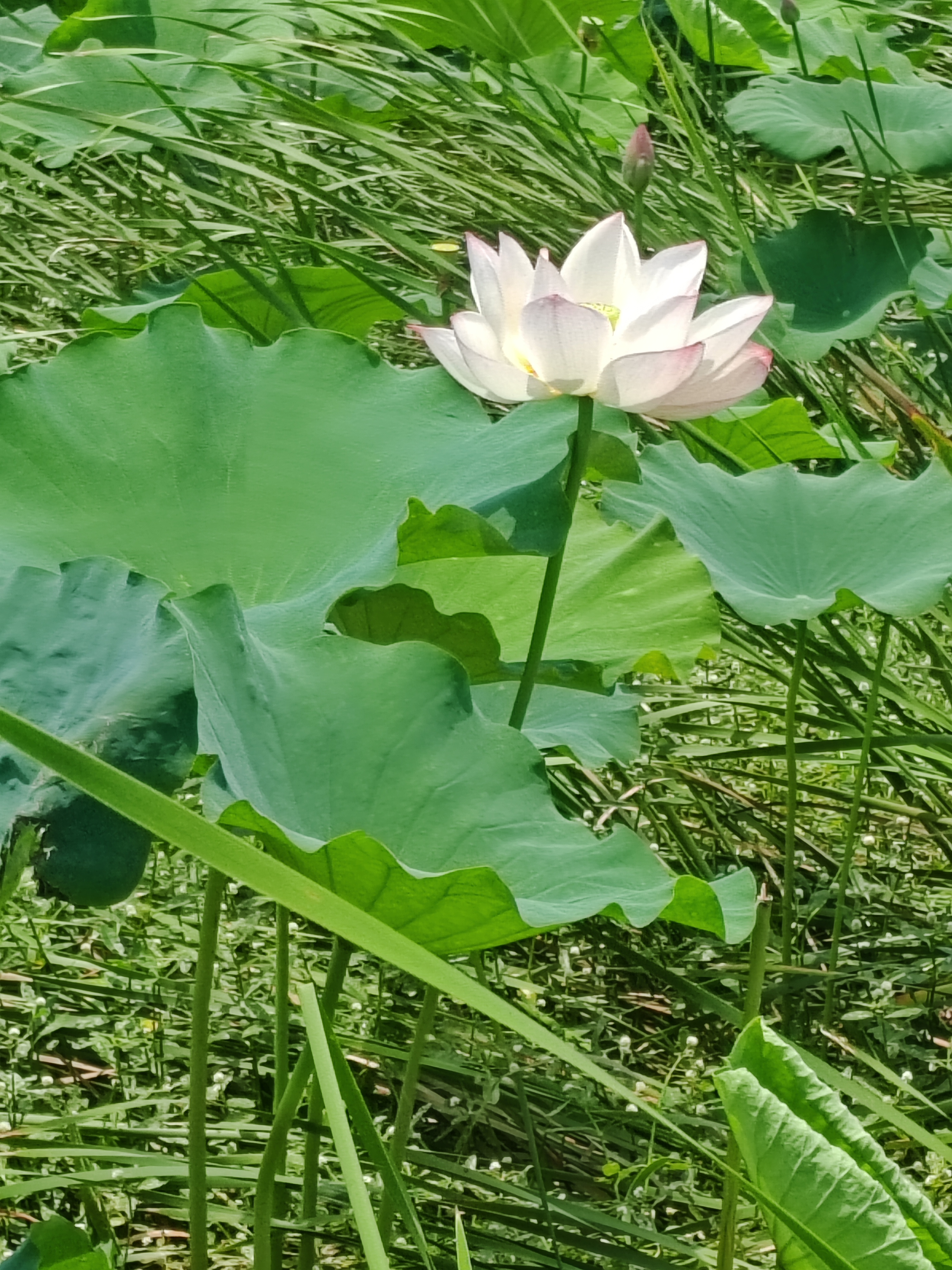 凯迪拉克ct6是b级车吗
