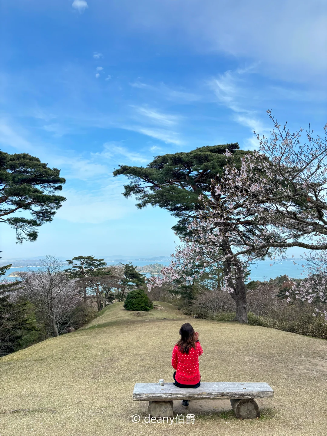 日本旅行 | 松岛樱花