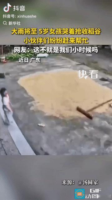 广东，大雨将至，院里晒着稻谷，大人又不在家，5岁女孩急得大哭，一边哭一边抢收谷子，哪料，这时4个小伙伴陆陆续续赶来帮忙，5个娃齐心协力将谷子归拢，再收进袋里，连小狗都来帮忙了，真是太治愈了。而刚刚收完后，大雨就来了。

网友：好懂事的孩子们，人多力量大！这不就是我们小时候吗？童年的回忆令人难忘。