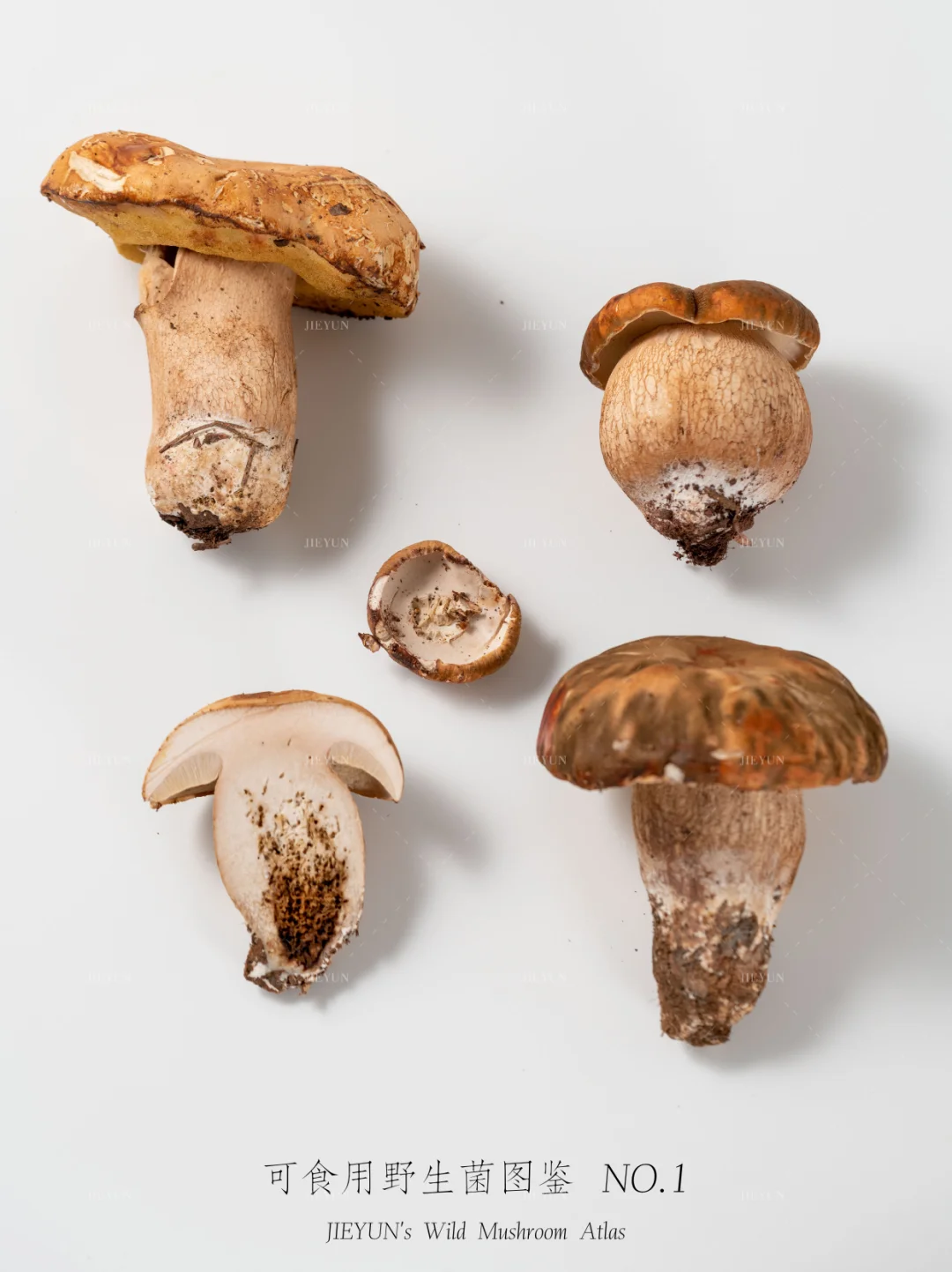 可食用野生菌图鉴NO.1 | 白牛肝菌