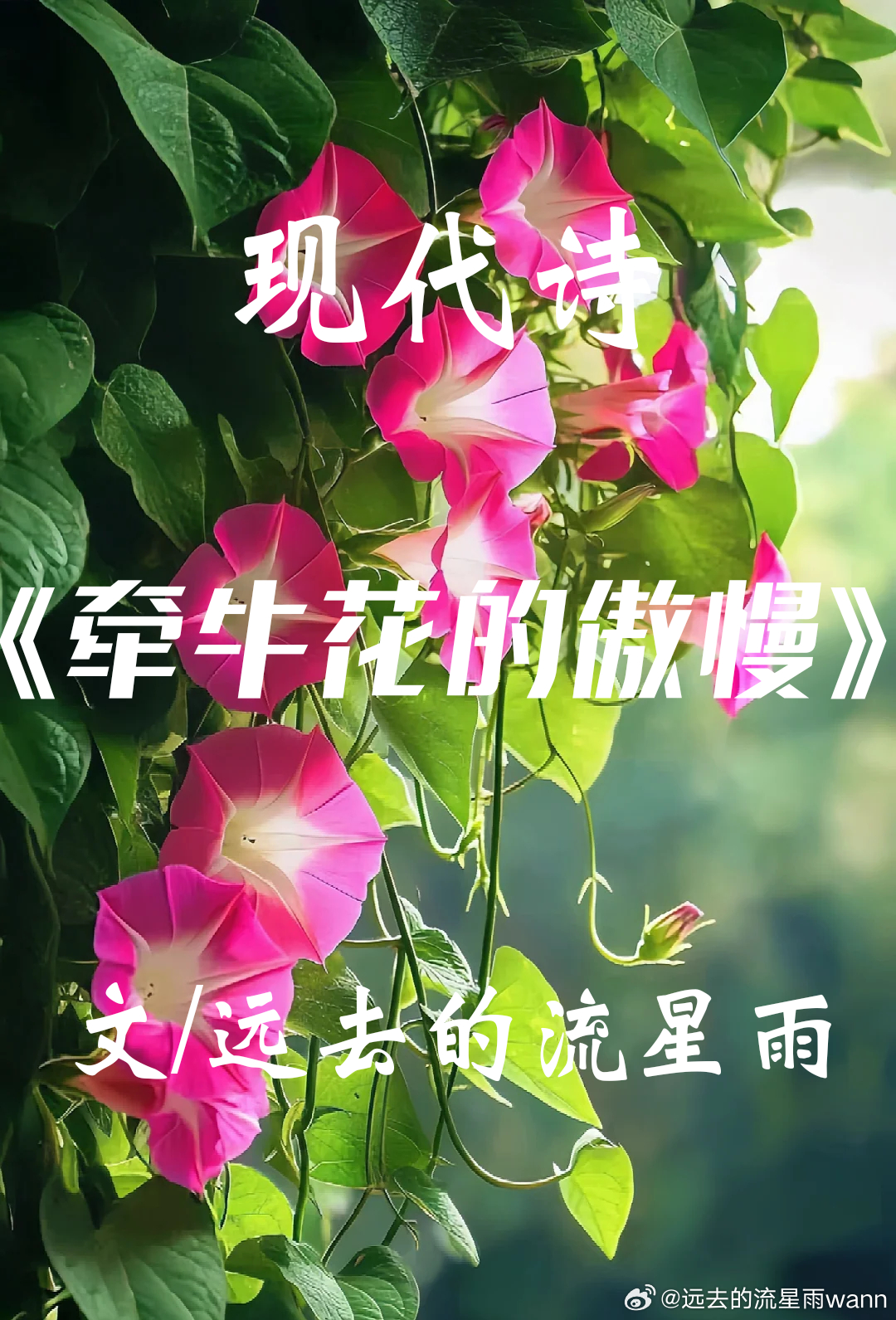 #百度贴吧[超话]# 
《牵牛花的傲慢》现代诗

文/远去的流星雨

那些喇叭
亲热地
在我的足音里
厮磨
肆意
夺走我的眼神
不愿离去

不专一
除了我
还在与天台的影子
勾肩搭背
可忍
孰不可忍

叽叽喳喳
几只麻雀嘲笑着
野鸽冲出
顺爪掠过
失色——
惊落半空粉黛

蝉蜕禁声
惊诧的眼眶
岿然不动
蝴蝶穿来穿 ​