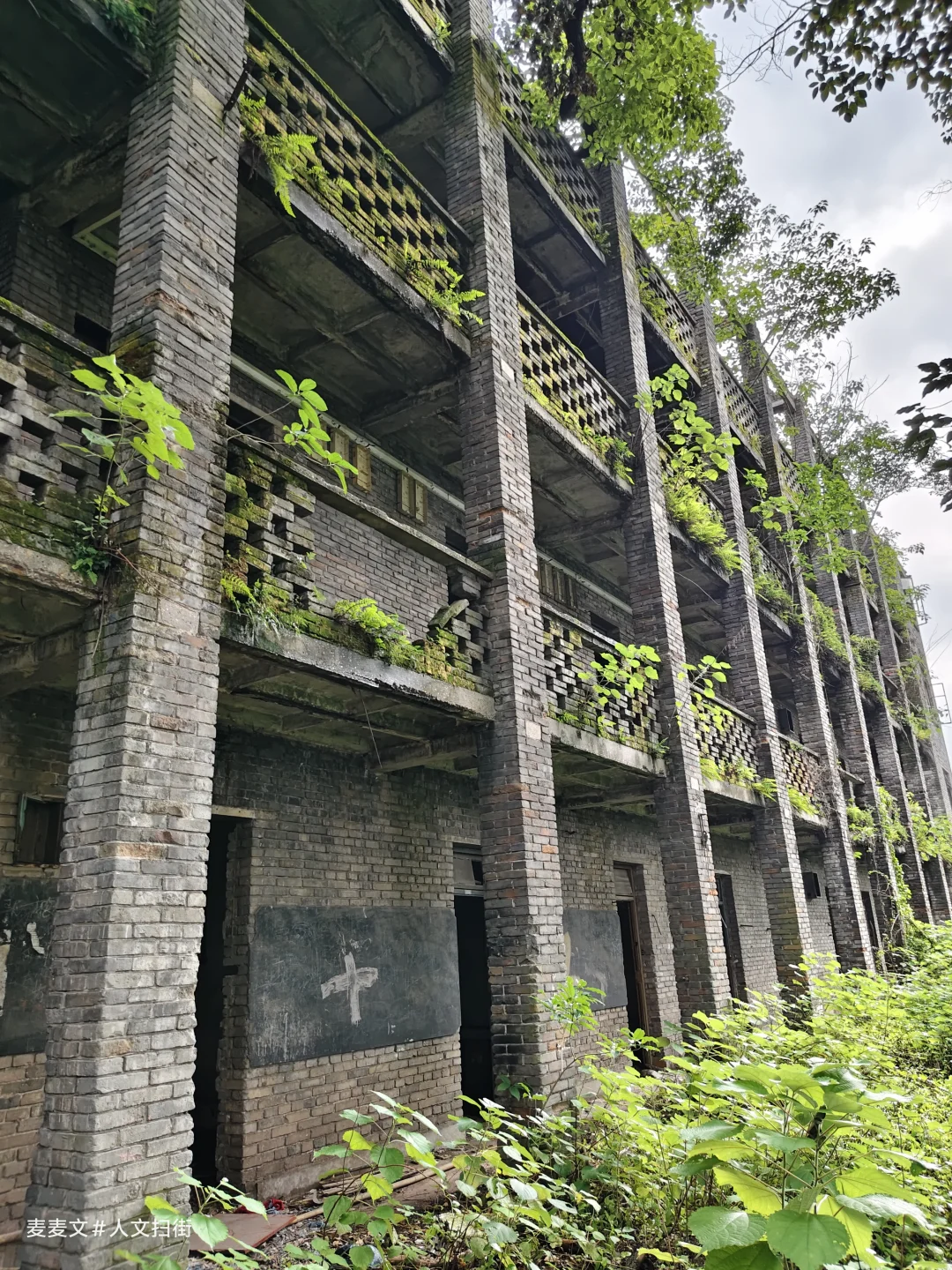 【南岸】人去楼空后被绿植接管的职工宿舍